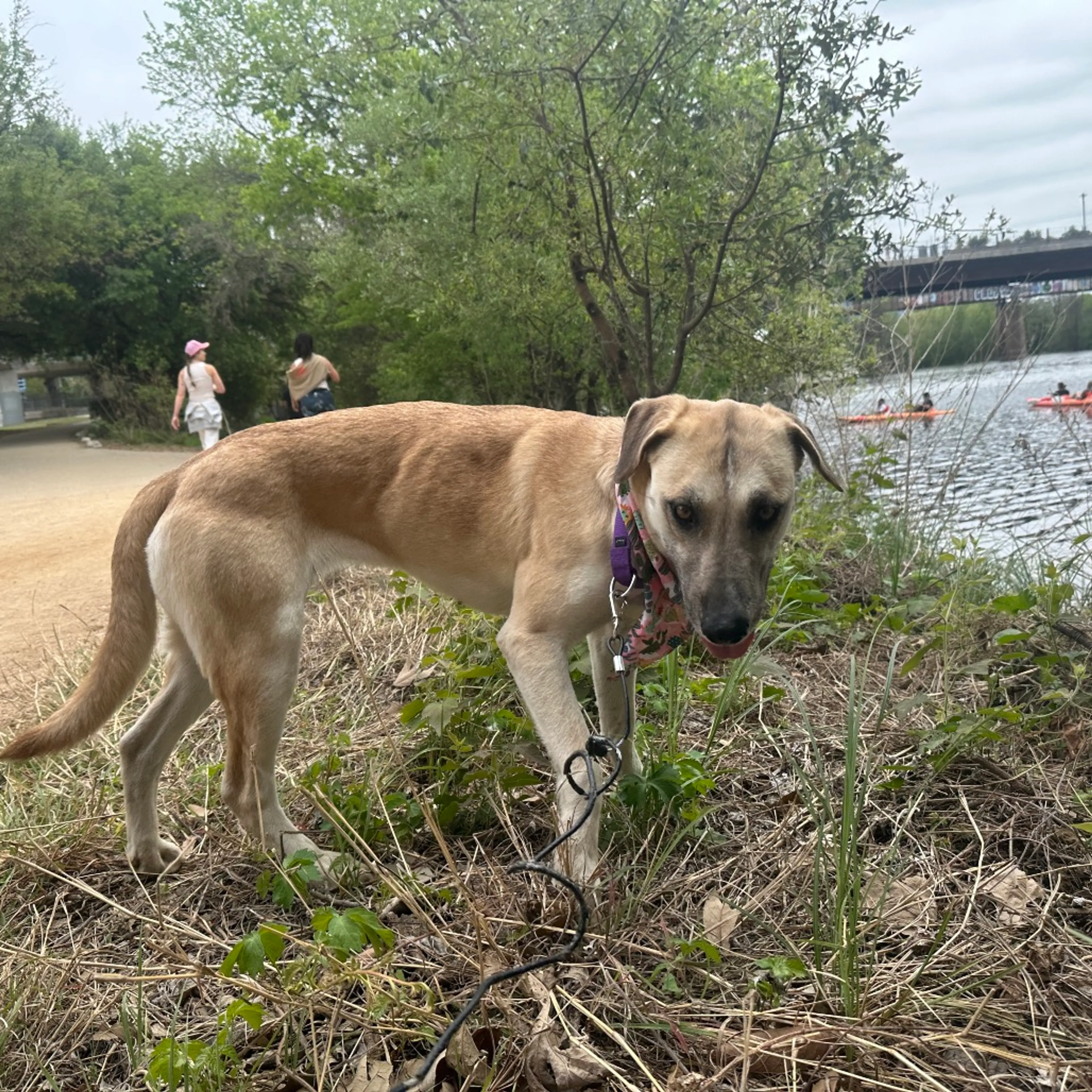 Found pet-3