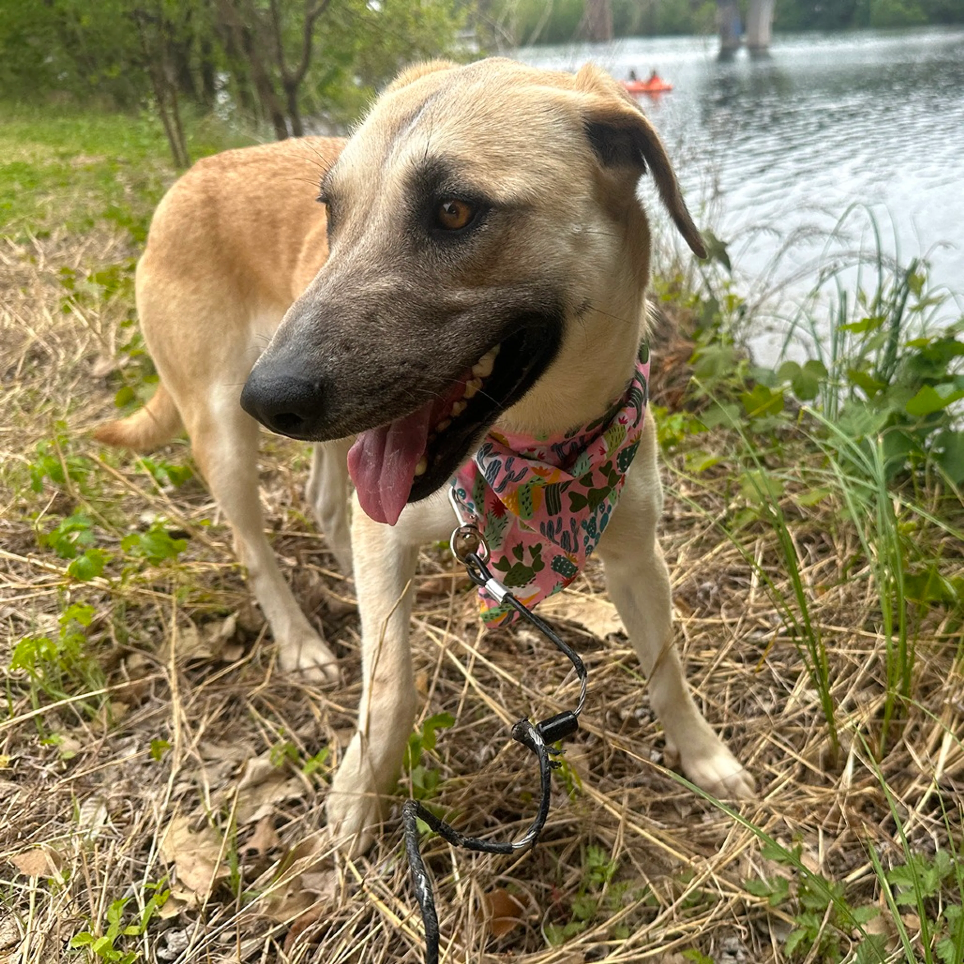 Found pet-6
