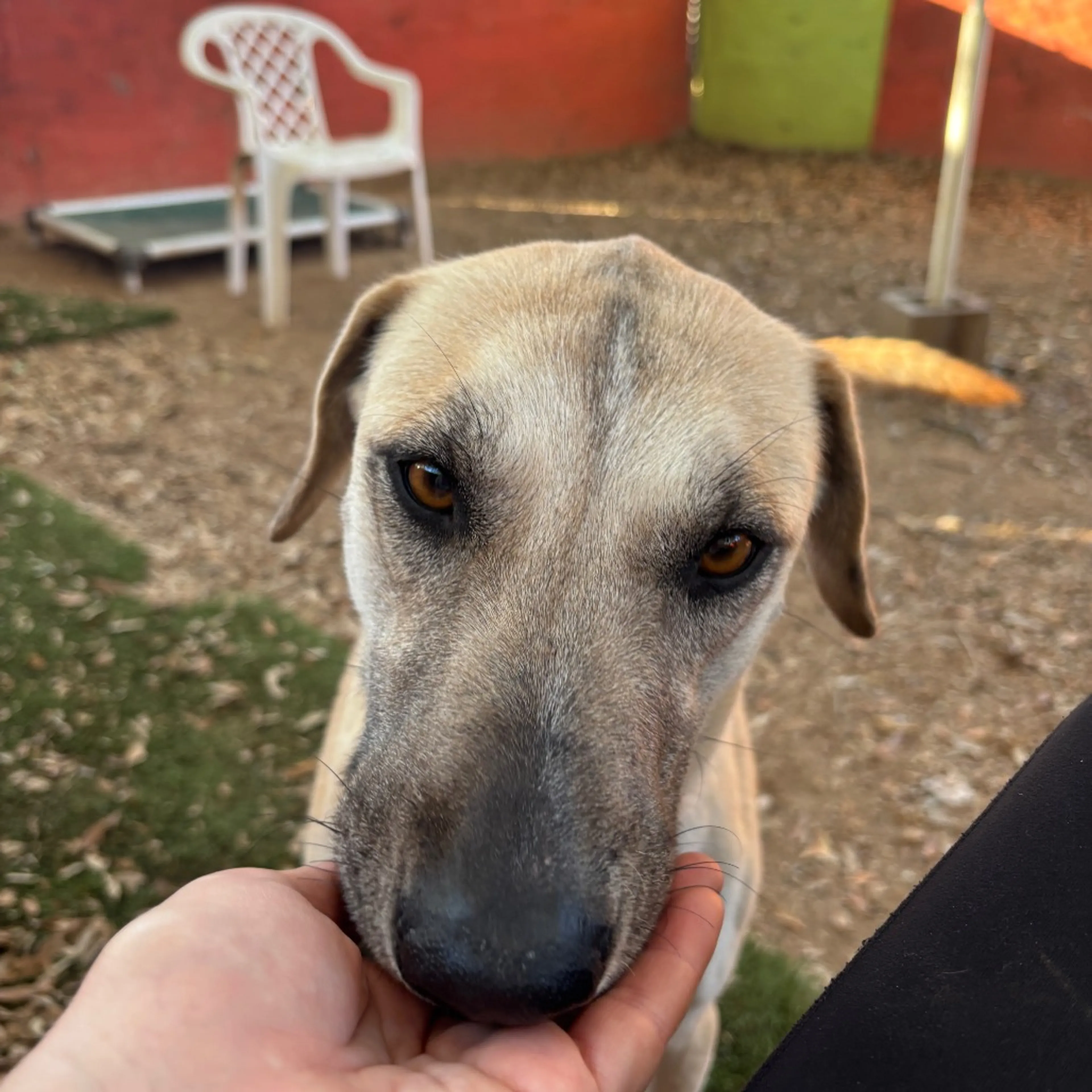 Found pet-2