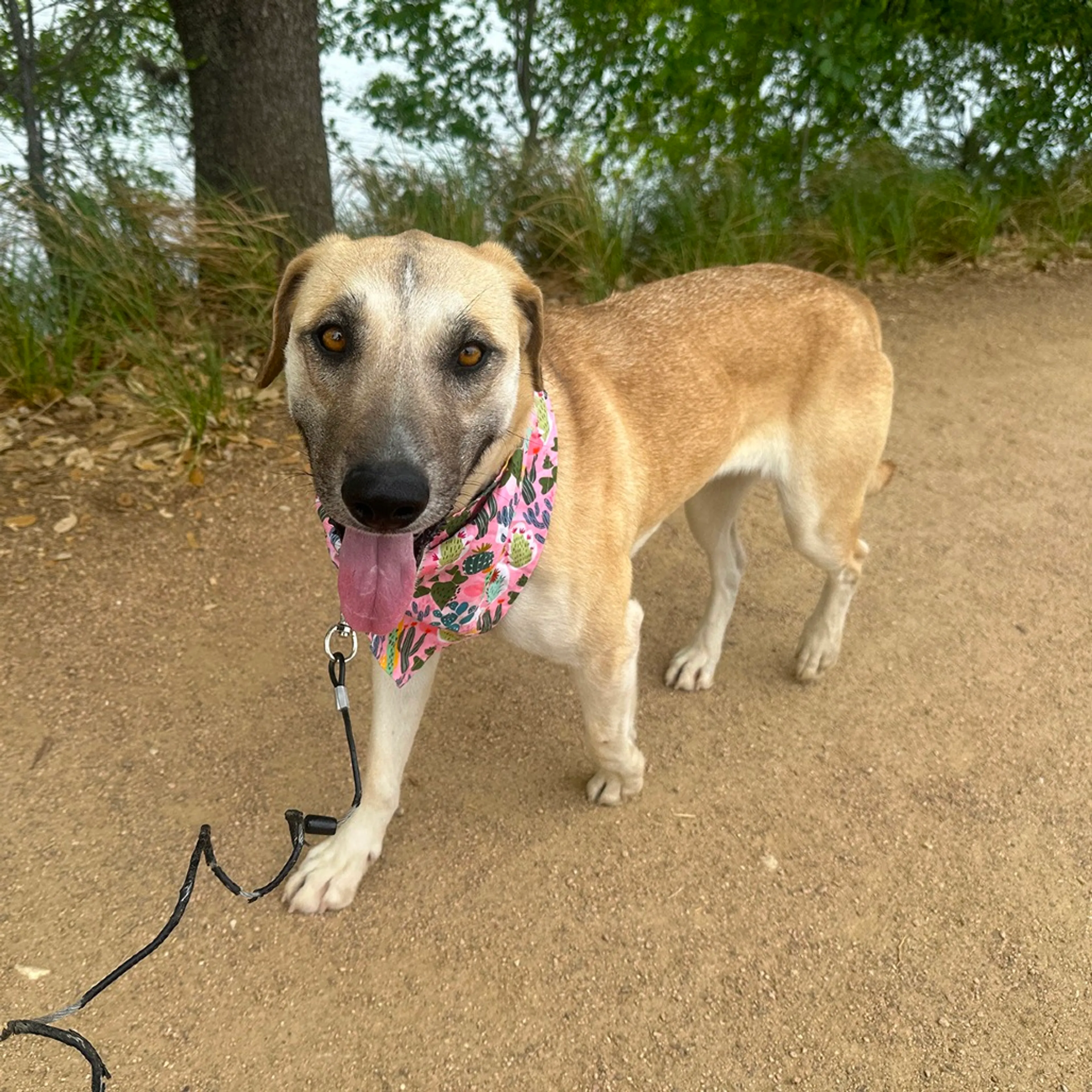 Found pet-4