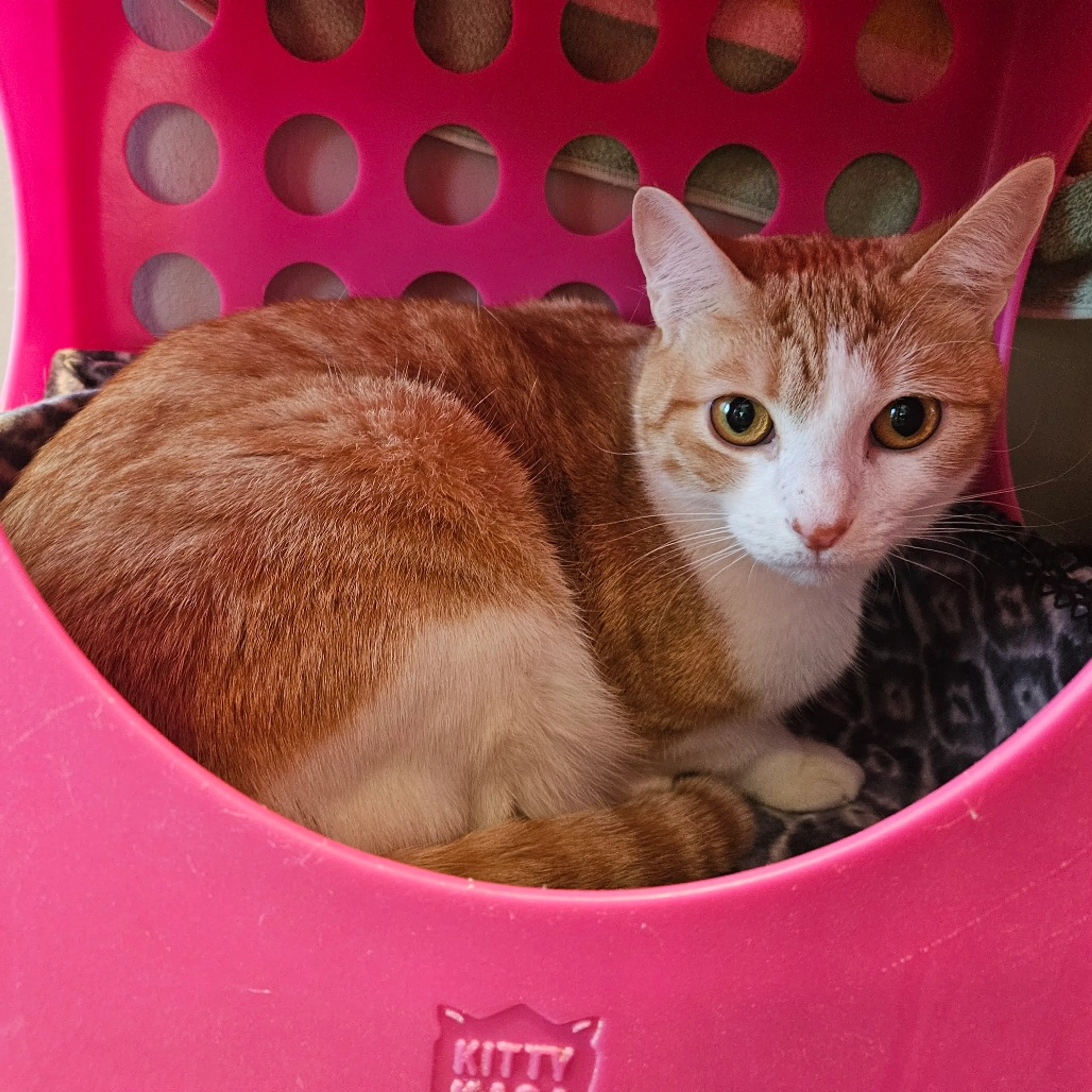 Found pet