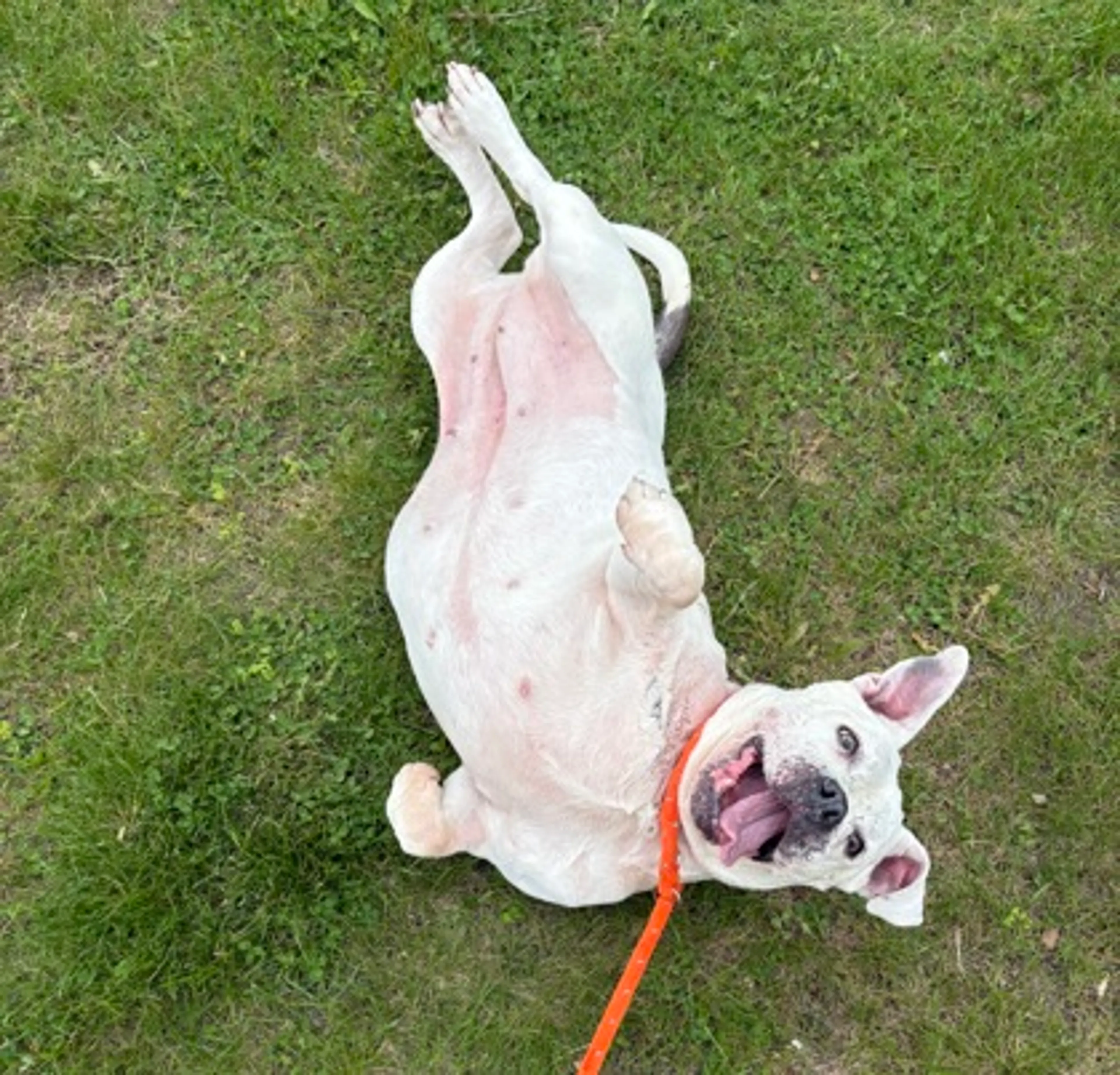 Found pet-1