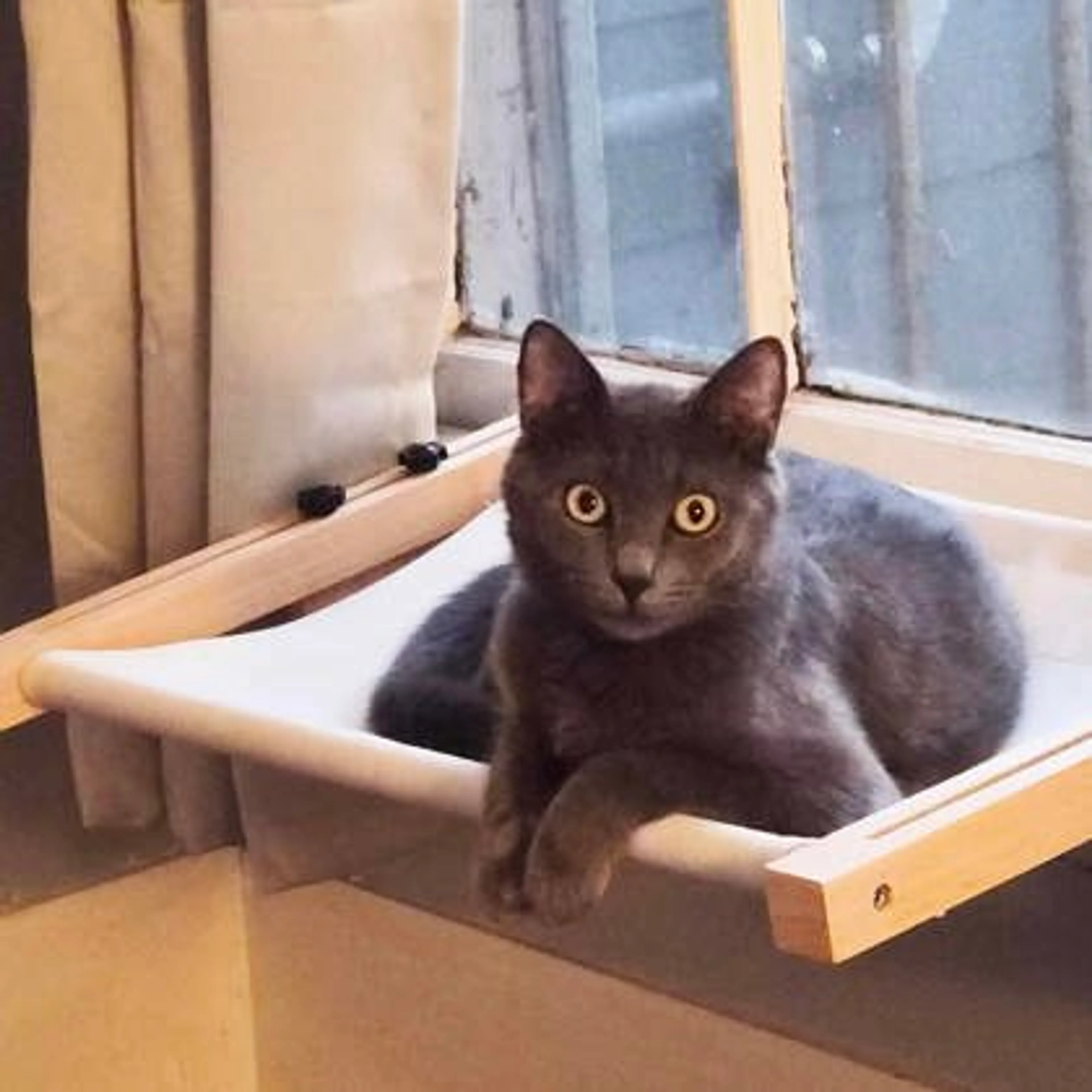 Found pet-1