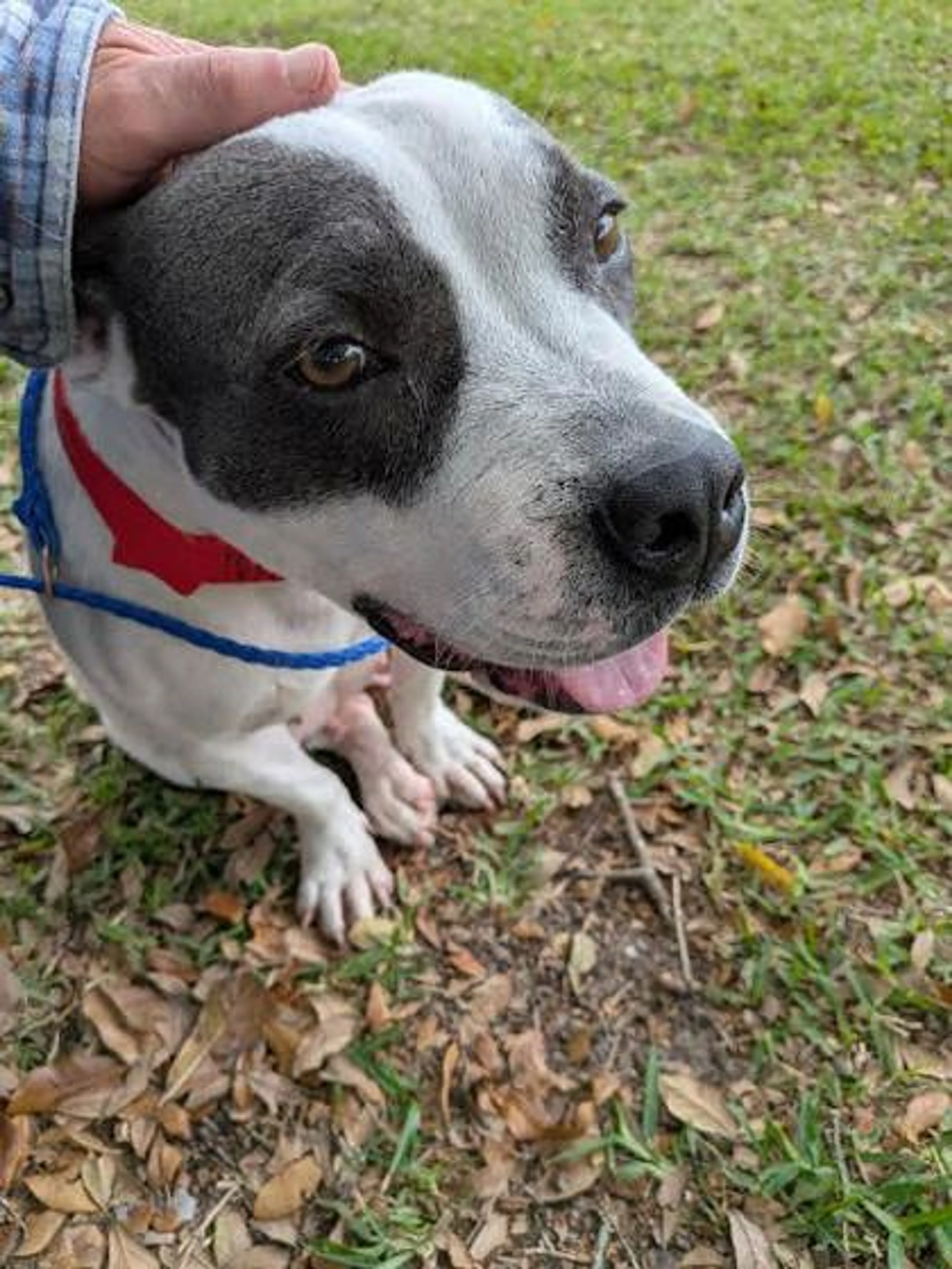 Found pet-1