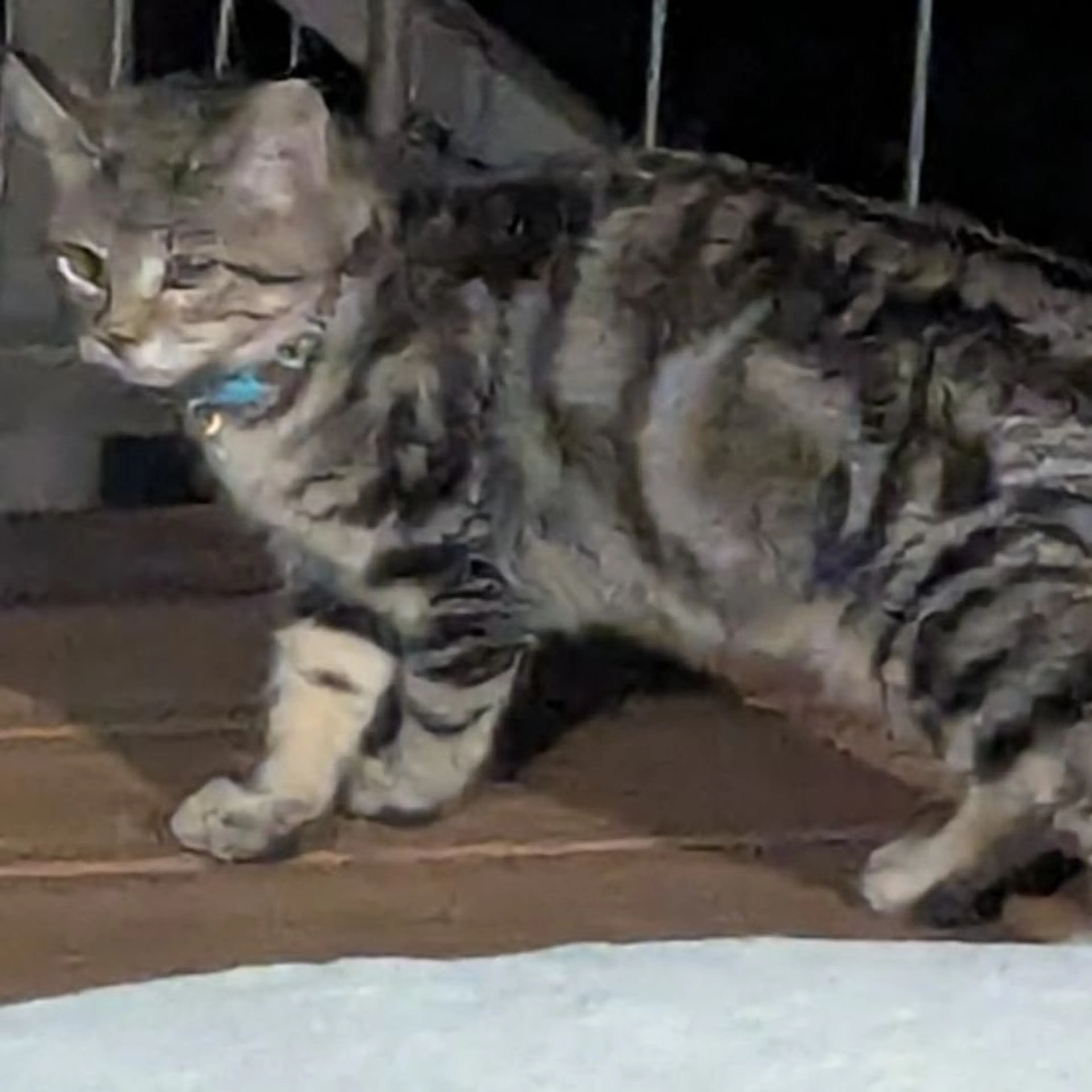 Lost pet-0