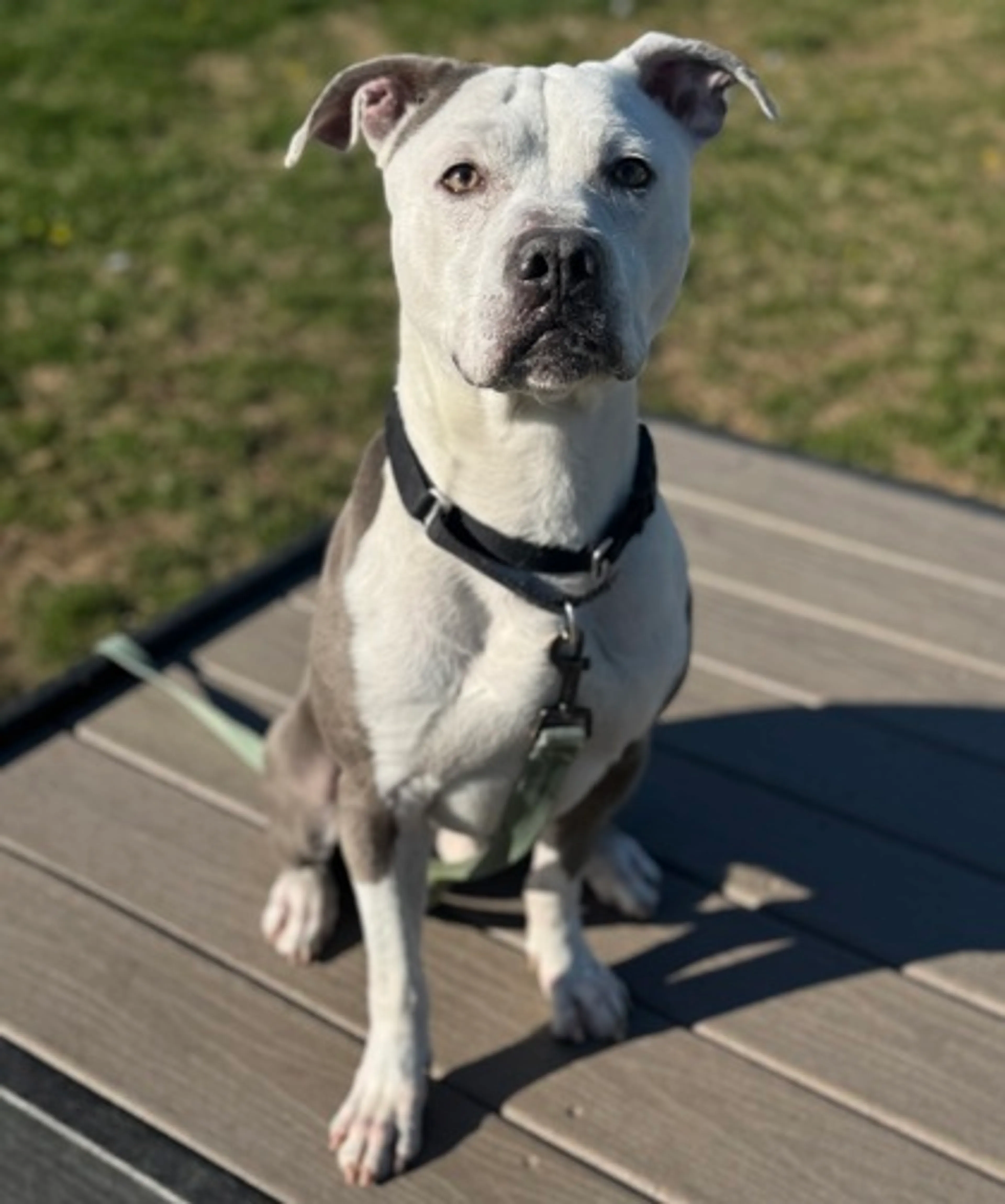 Found pet-2
