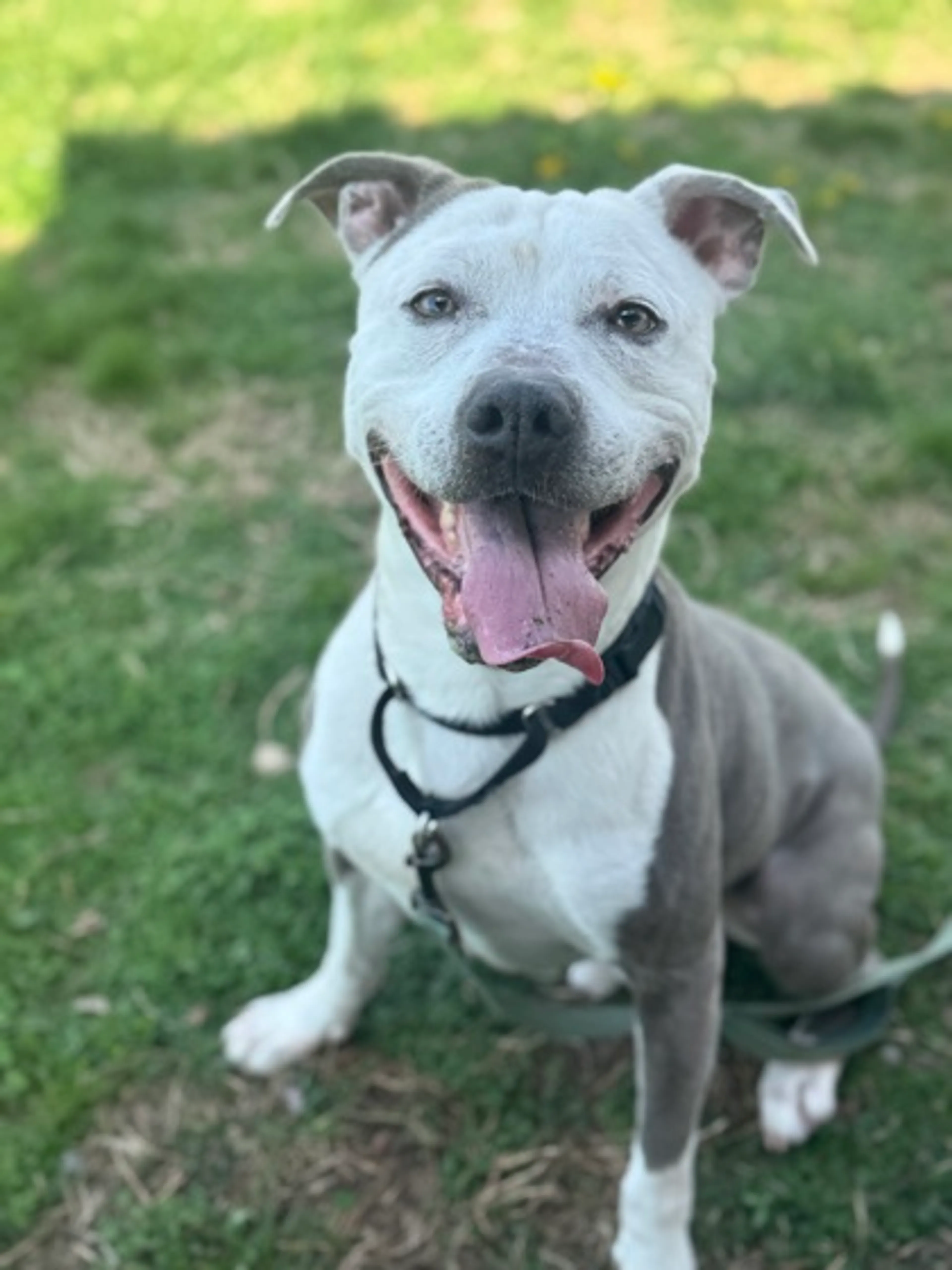 Found pet-1