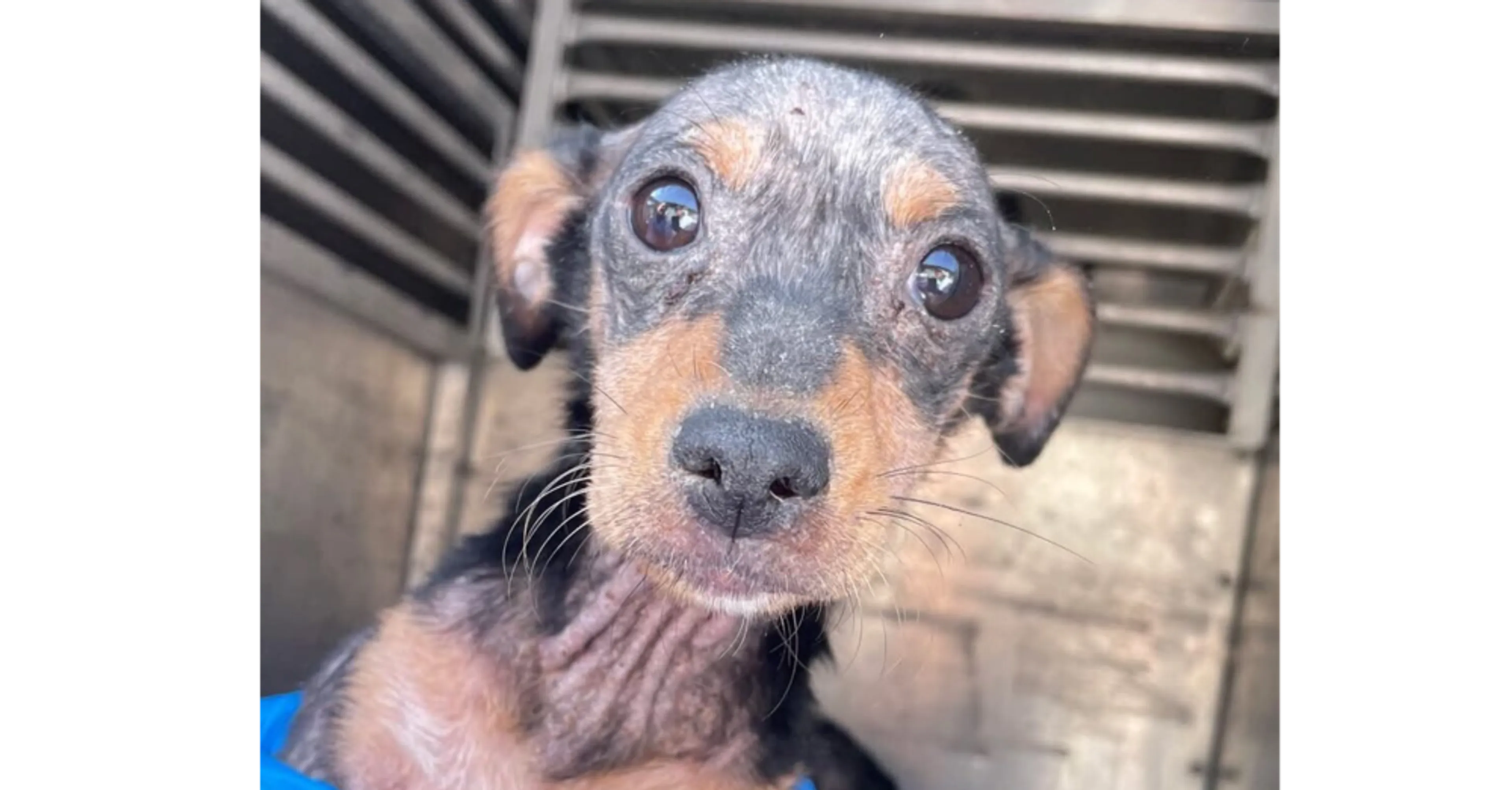 Found pet-2