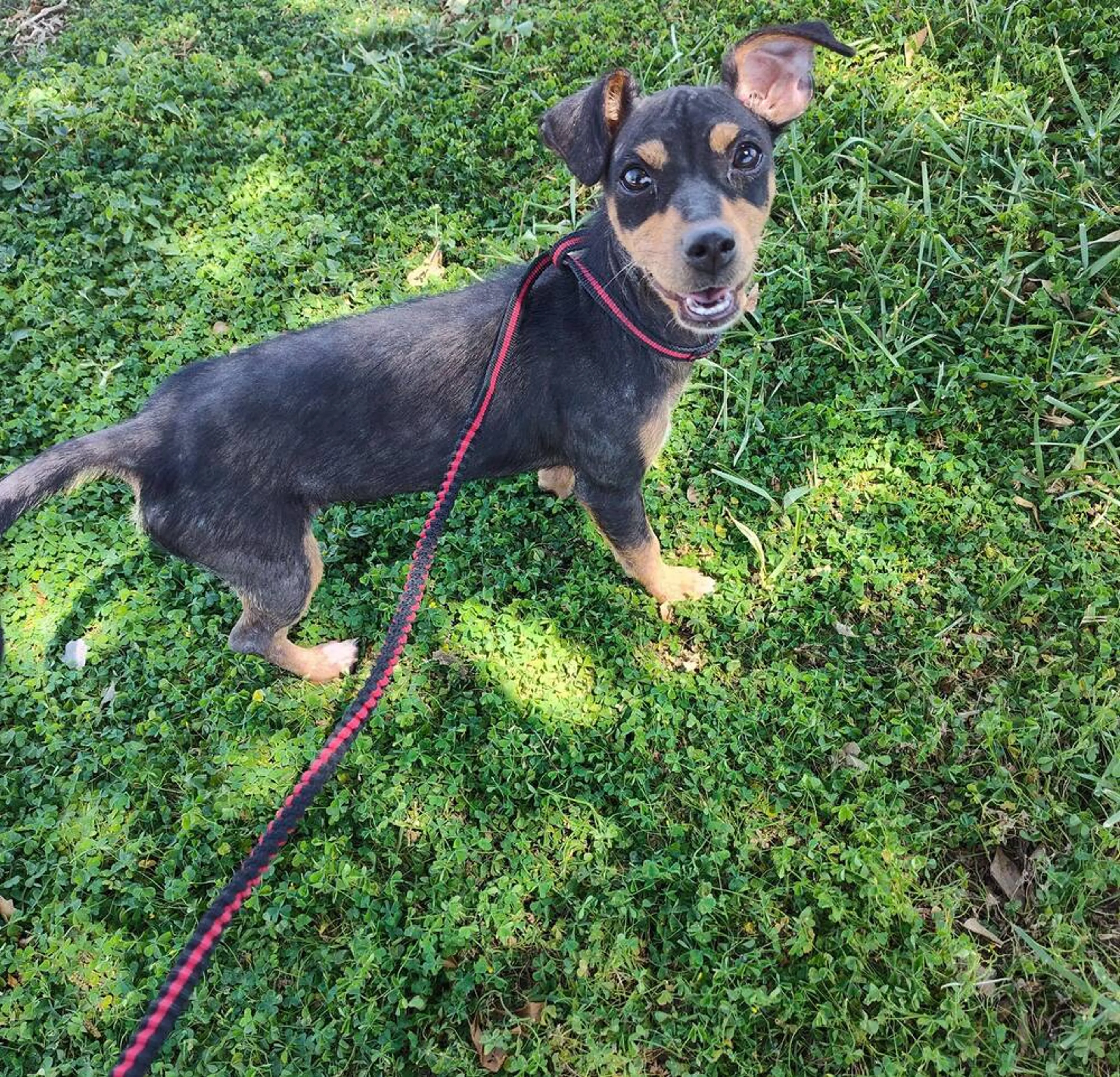 Found pet-1