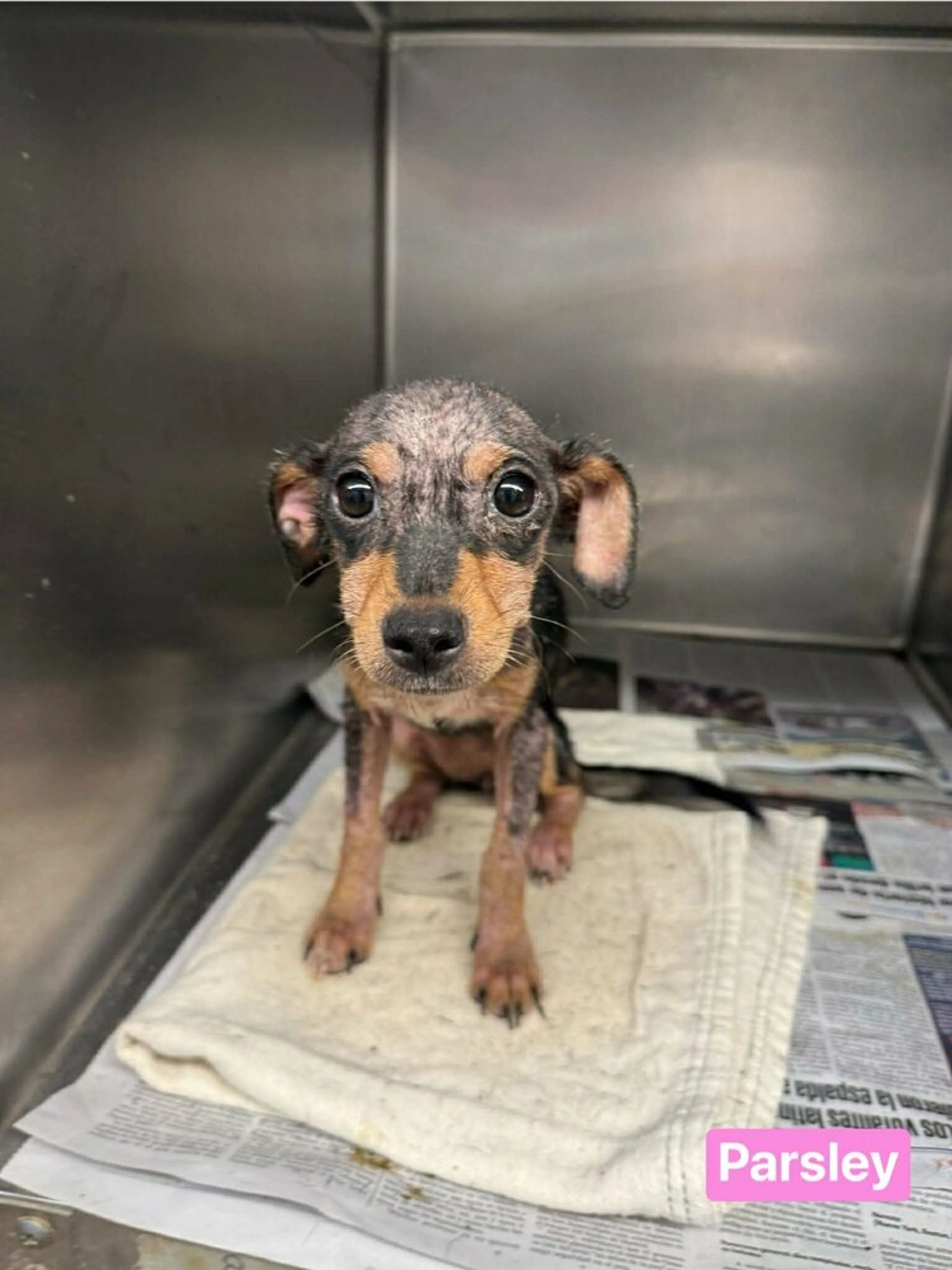 Found pet-3
