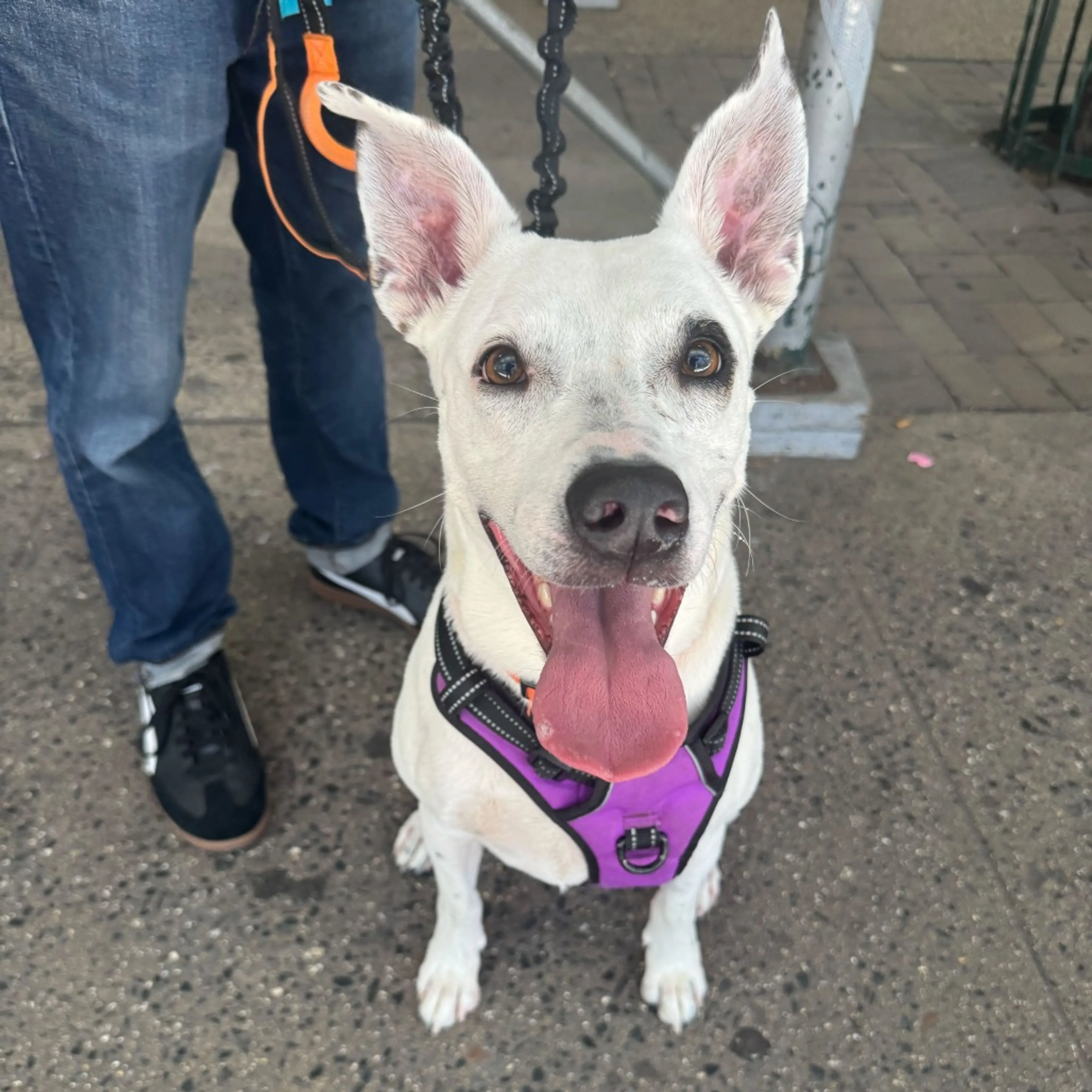 Found pet-1
