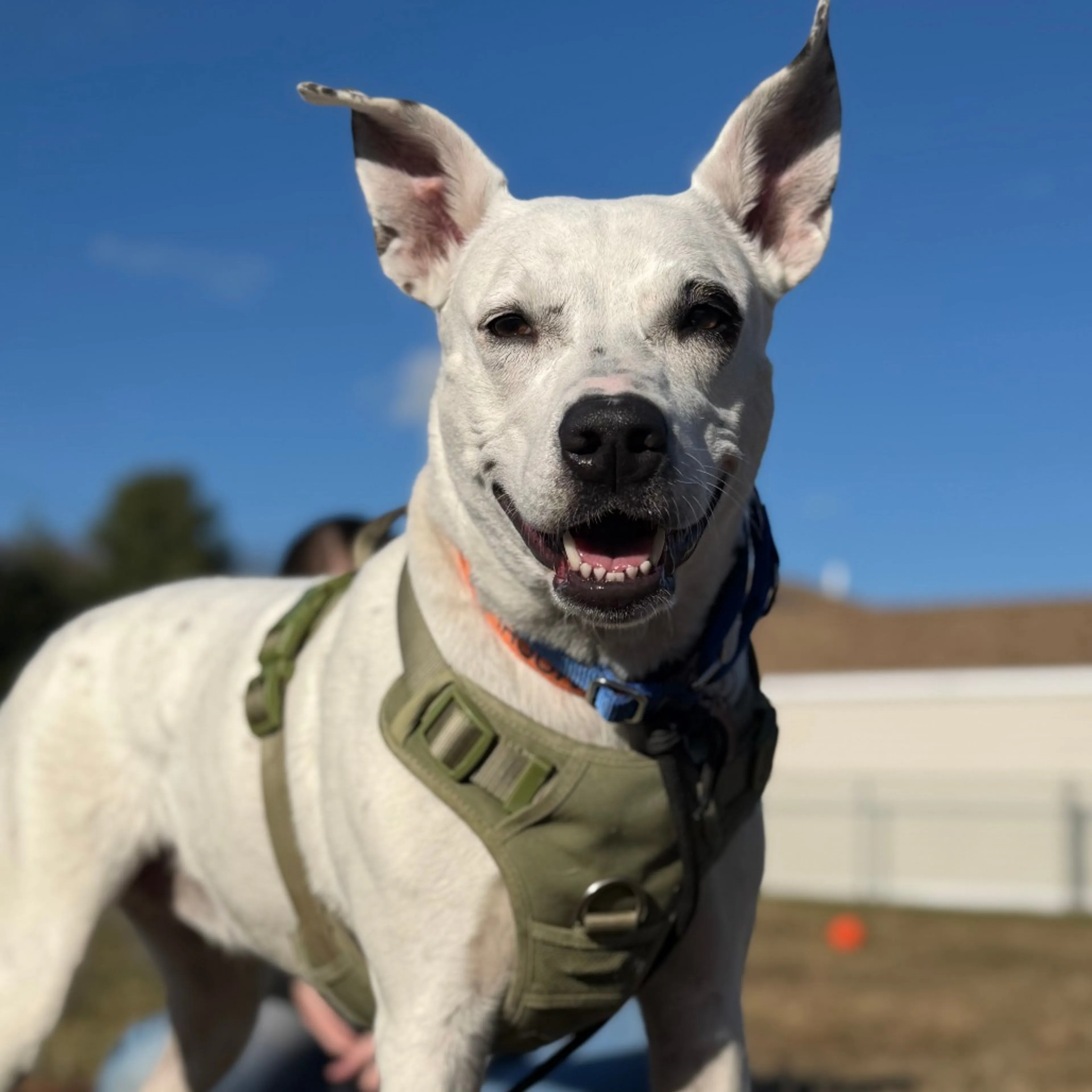 Found pet-2