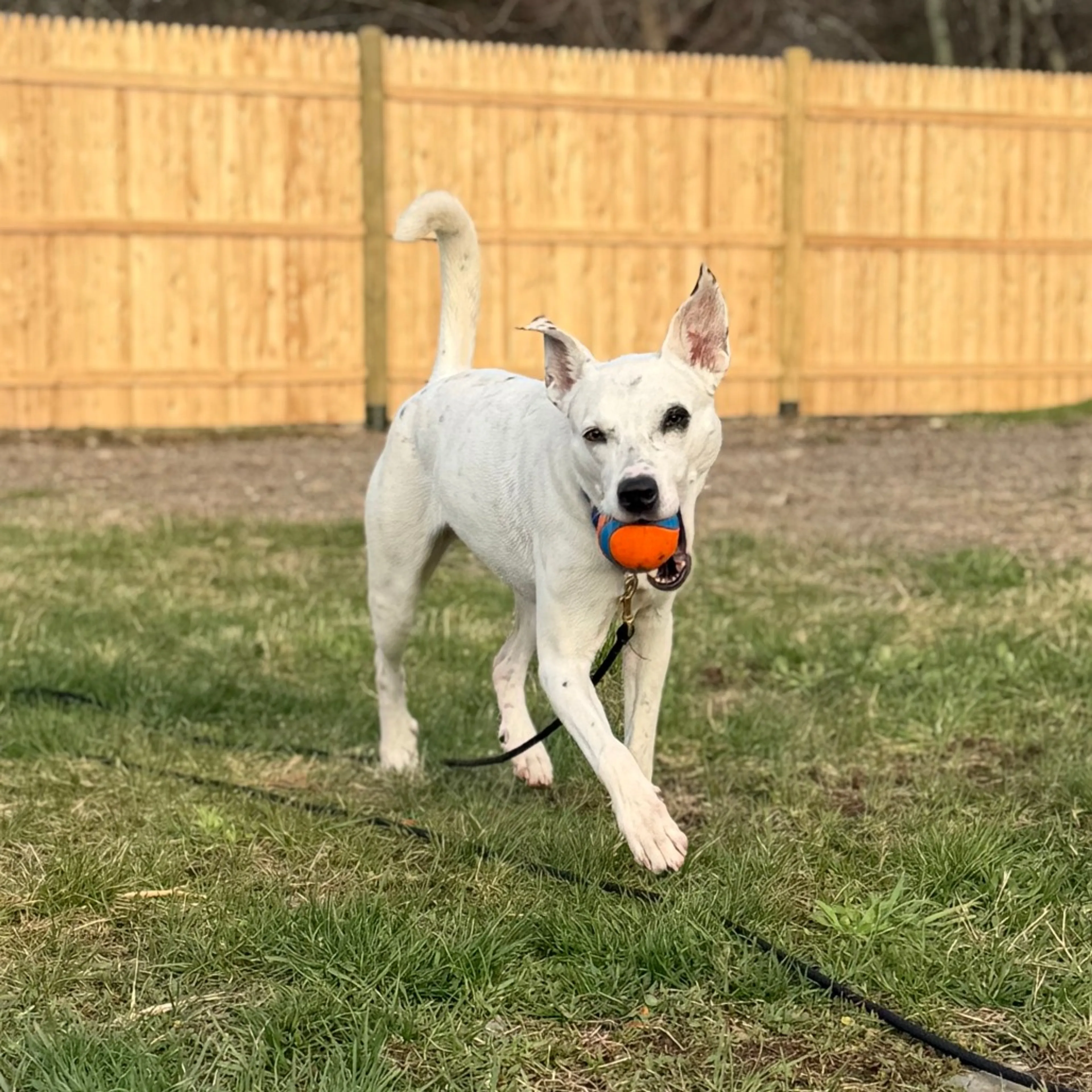 Found pet-7