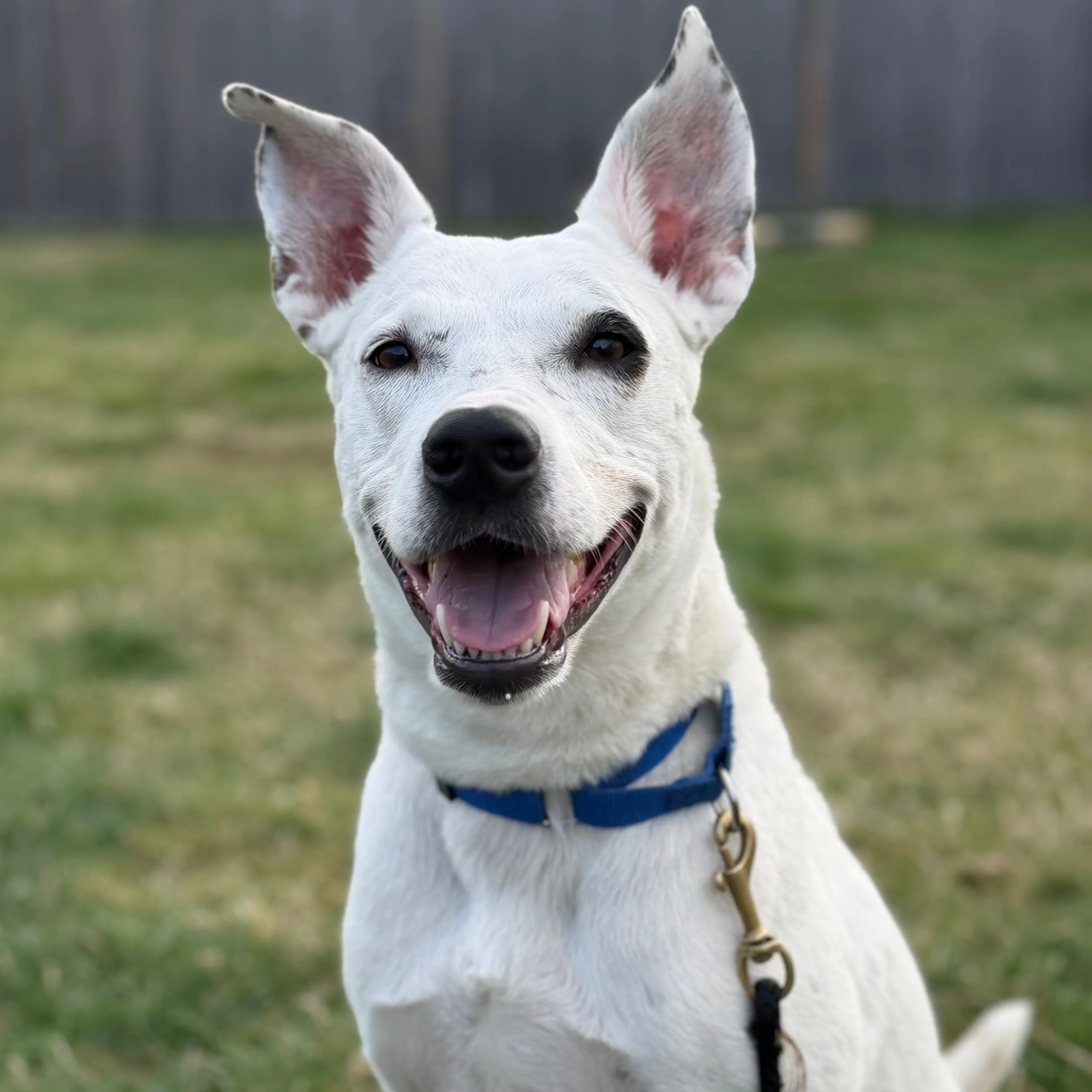 Found pet-6