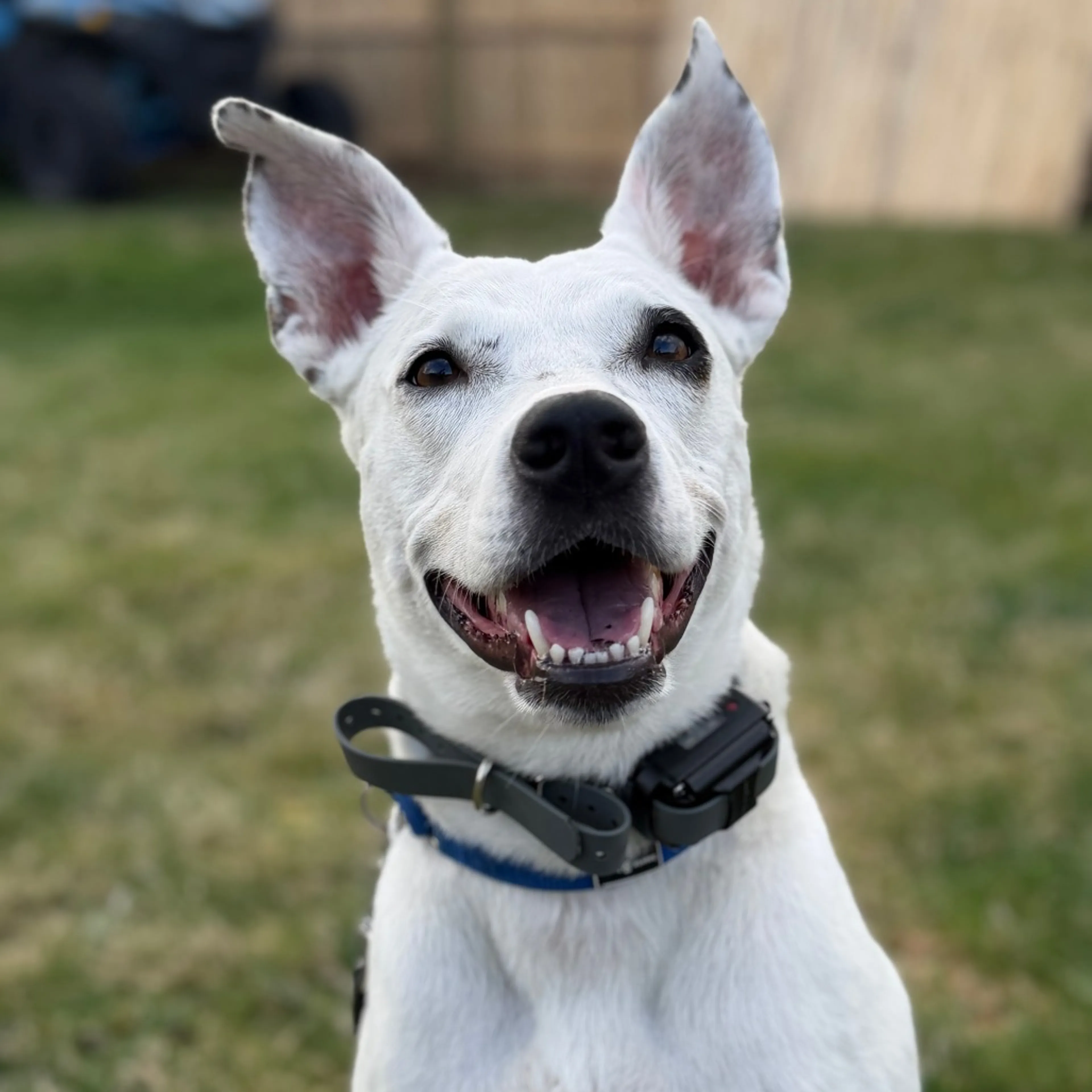 Found pet-5