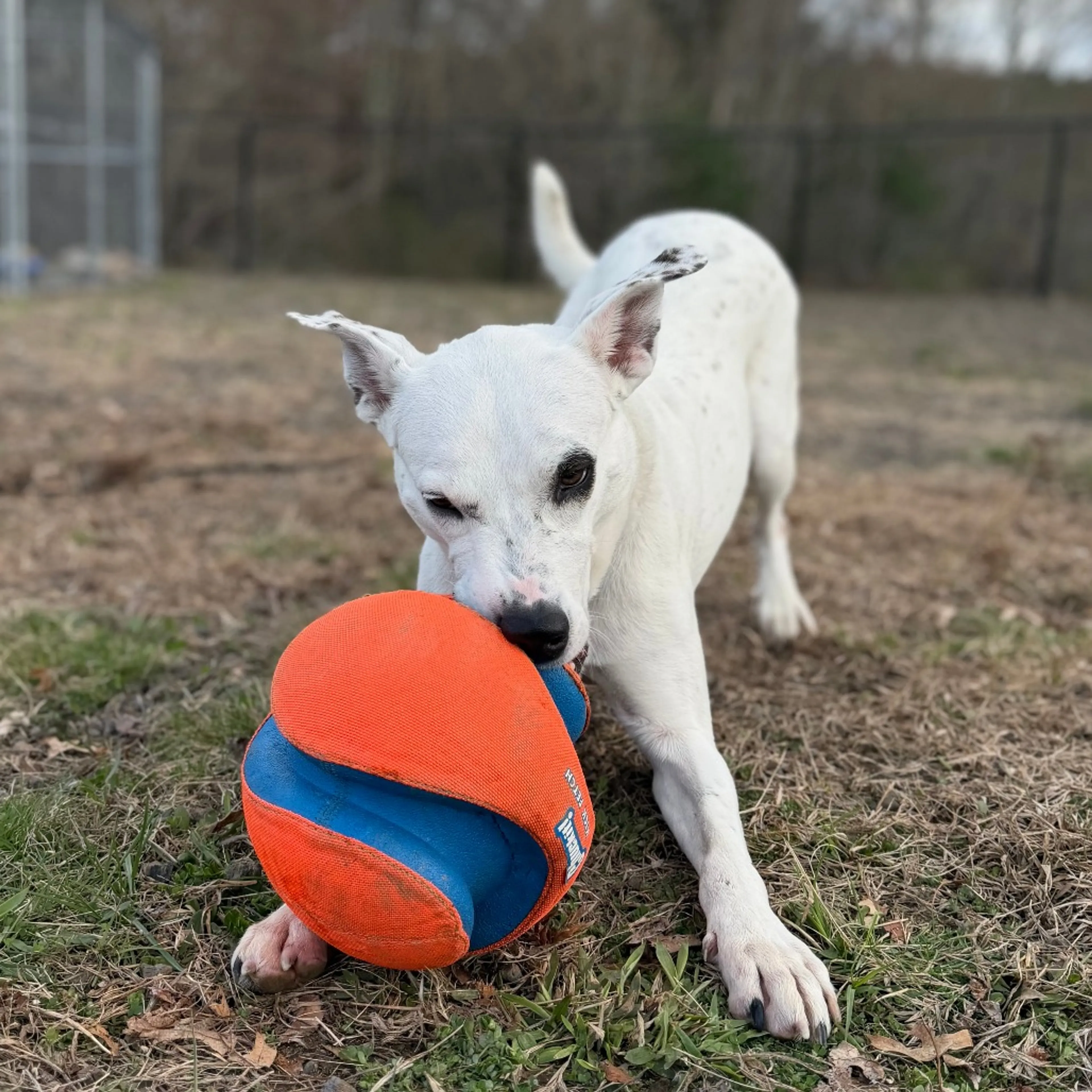 Found pet-10