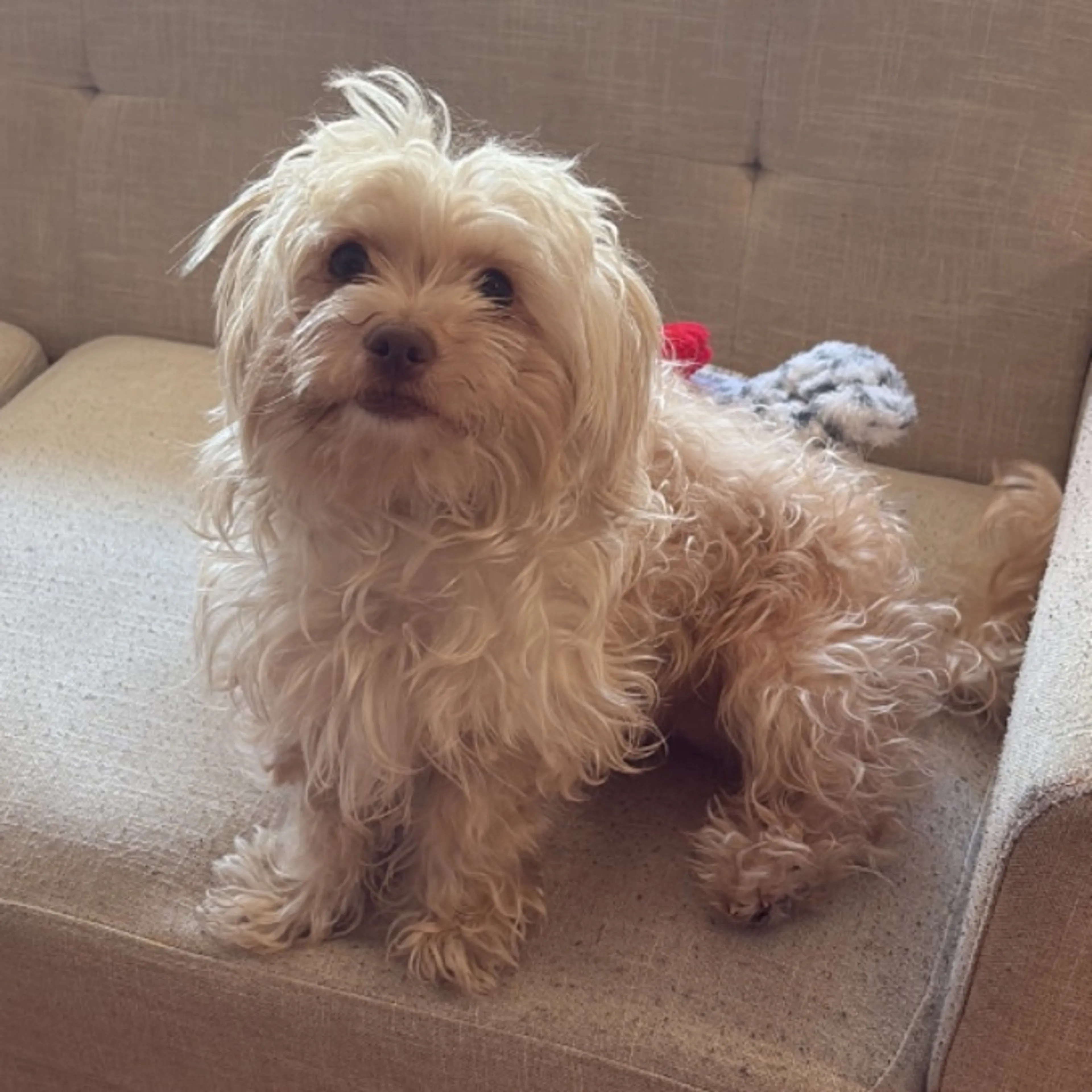 Lost pet