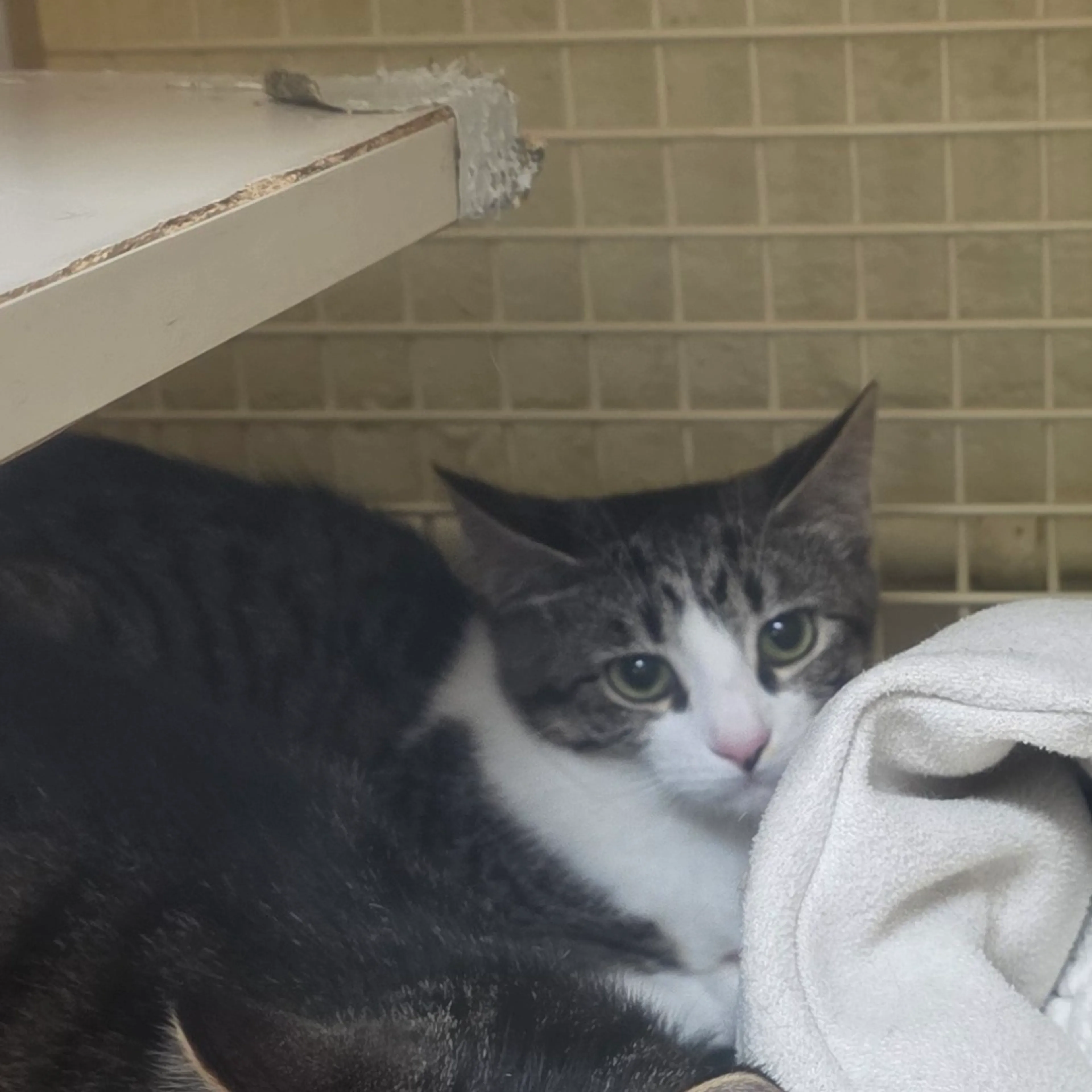 Found pet