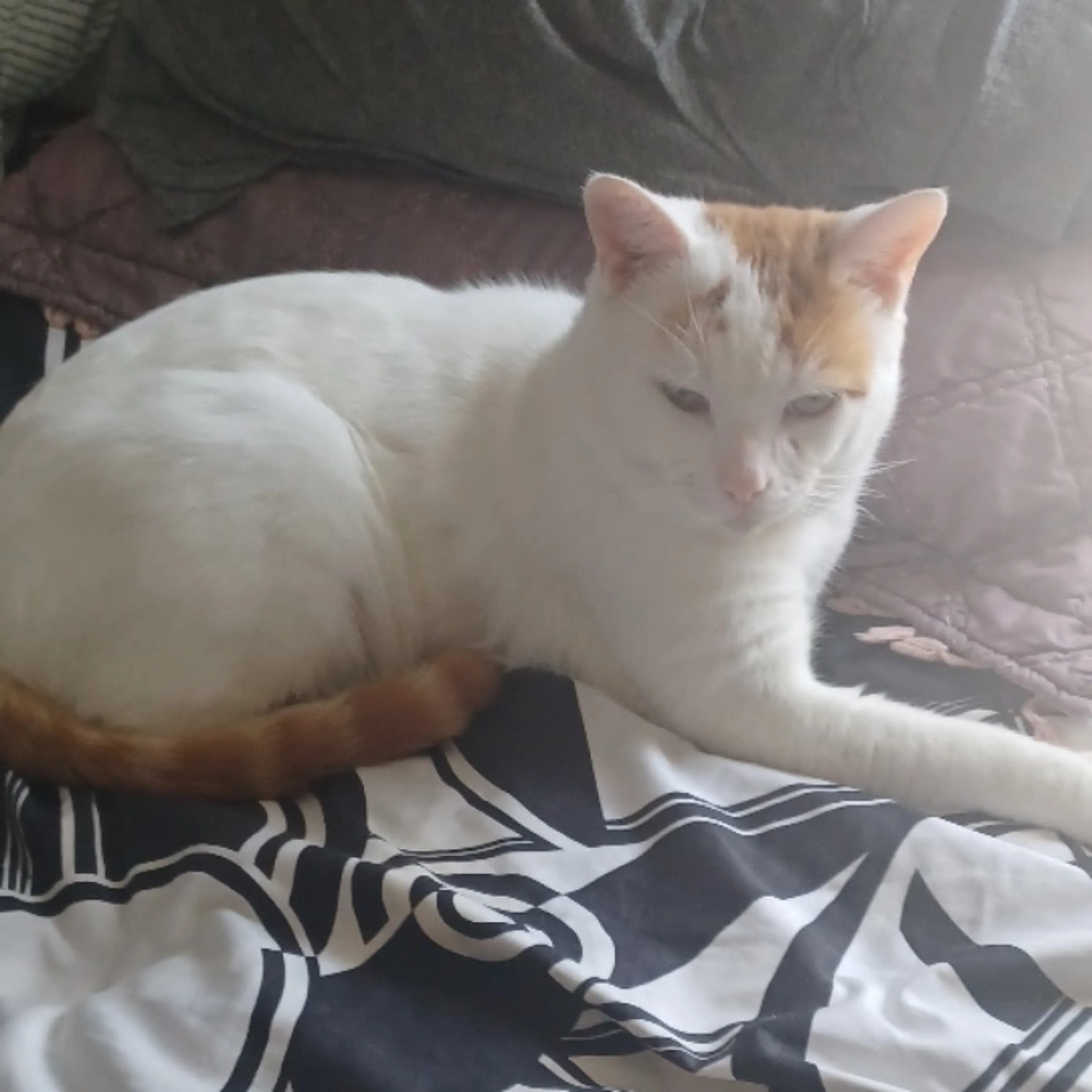 Lost pet