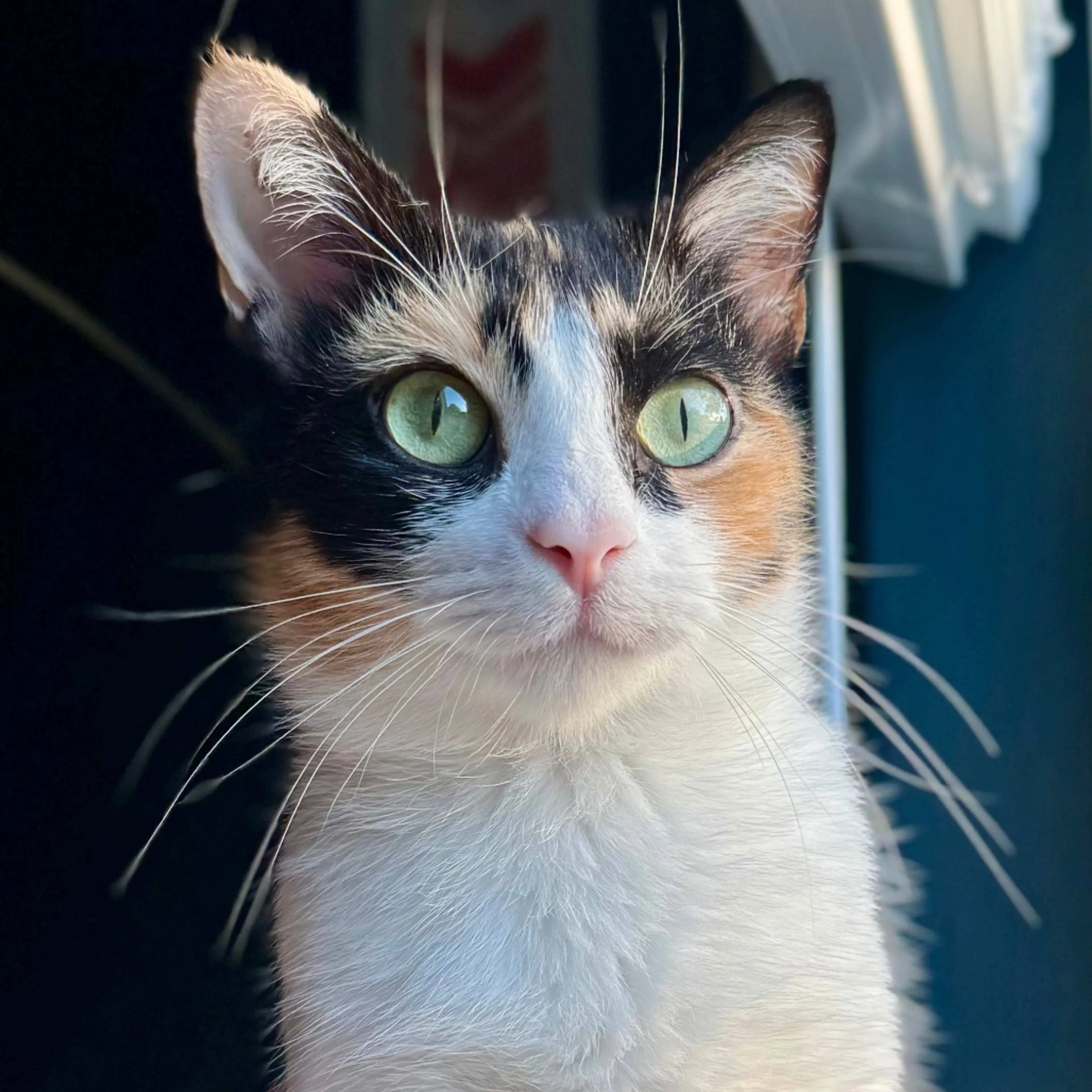 Found pet-1