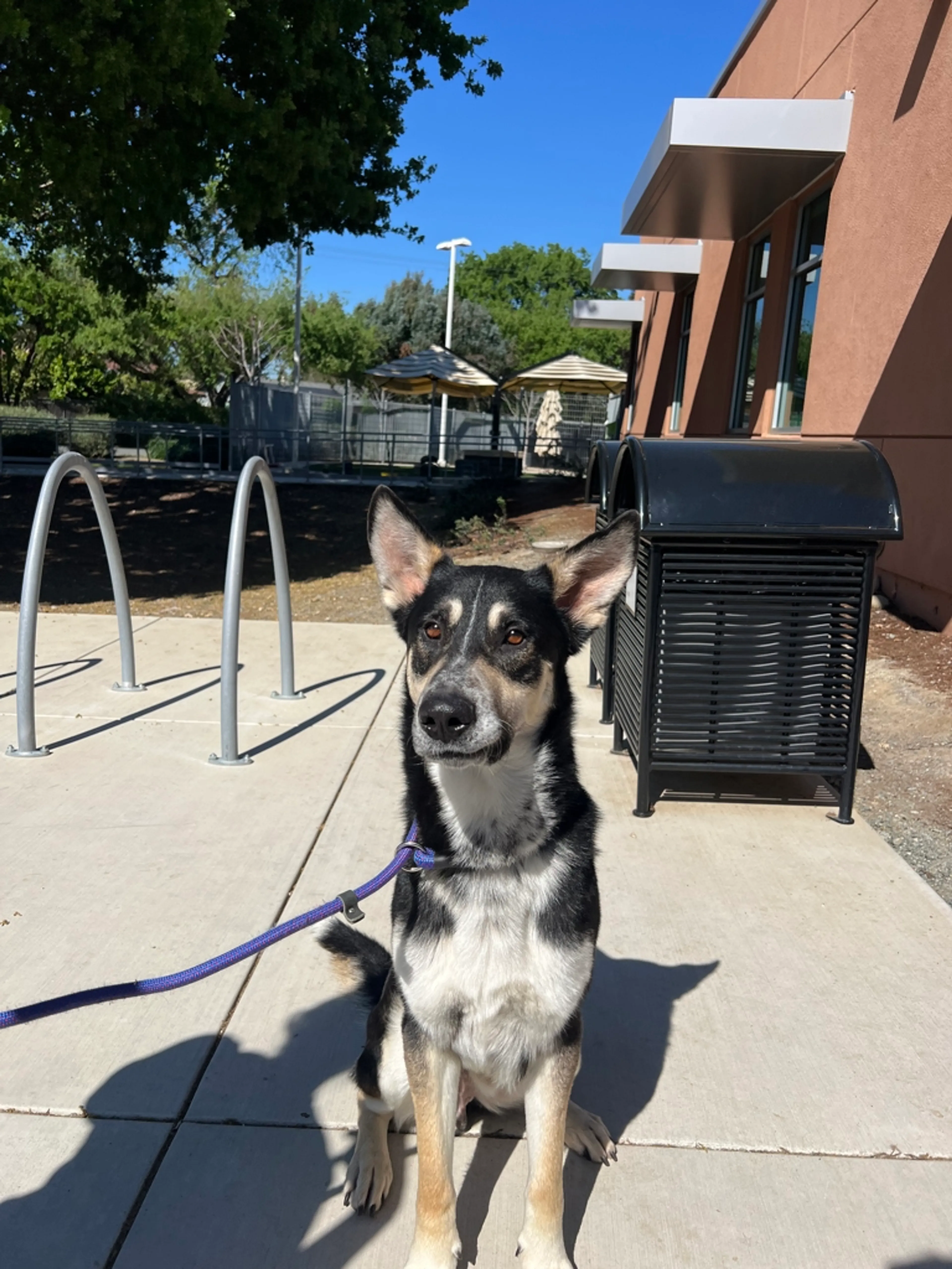 Found pet-1