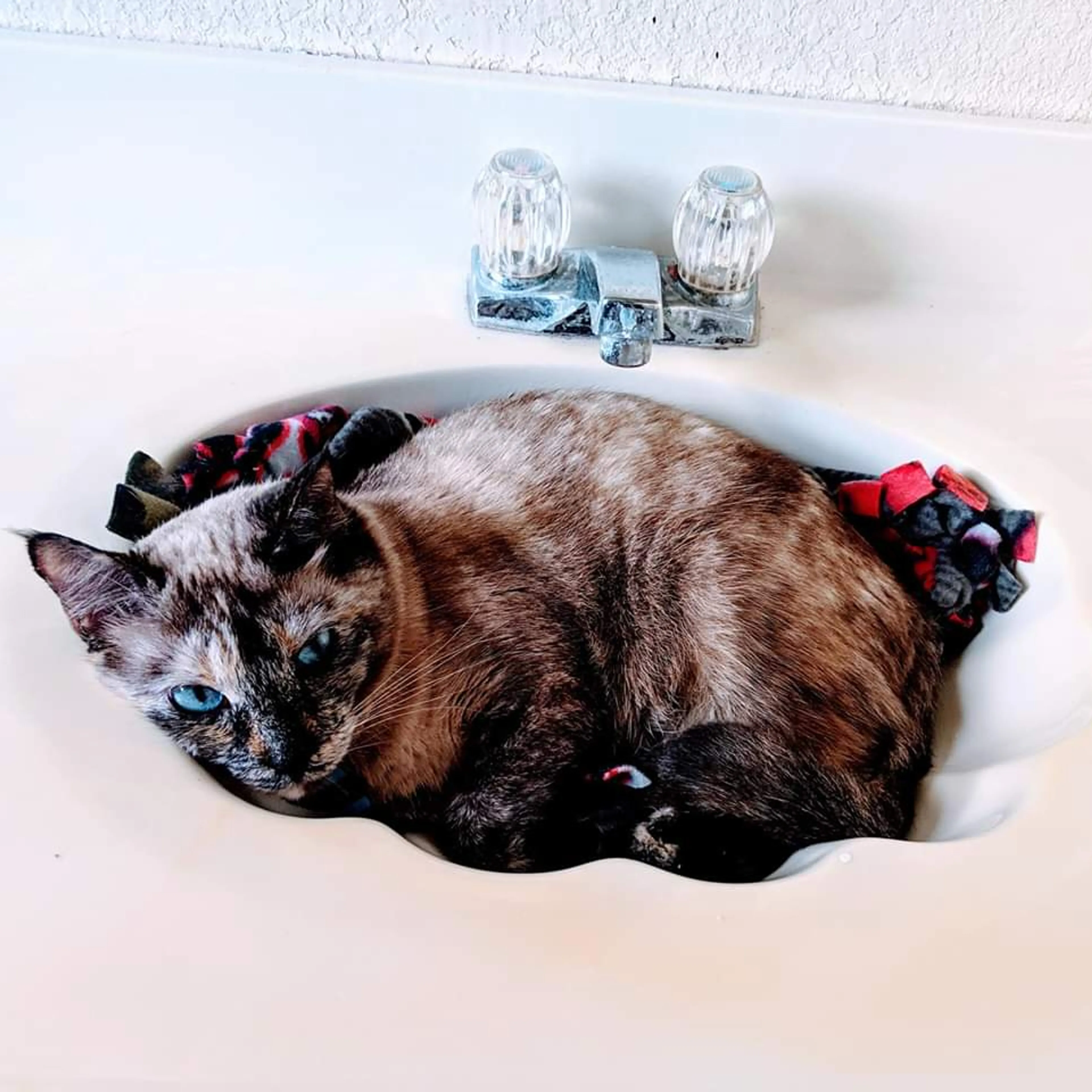 Lost pet-2