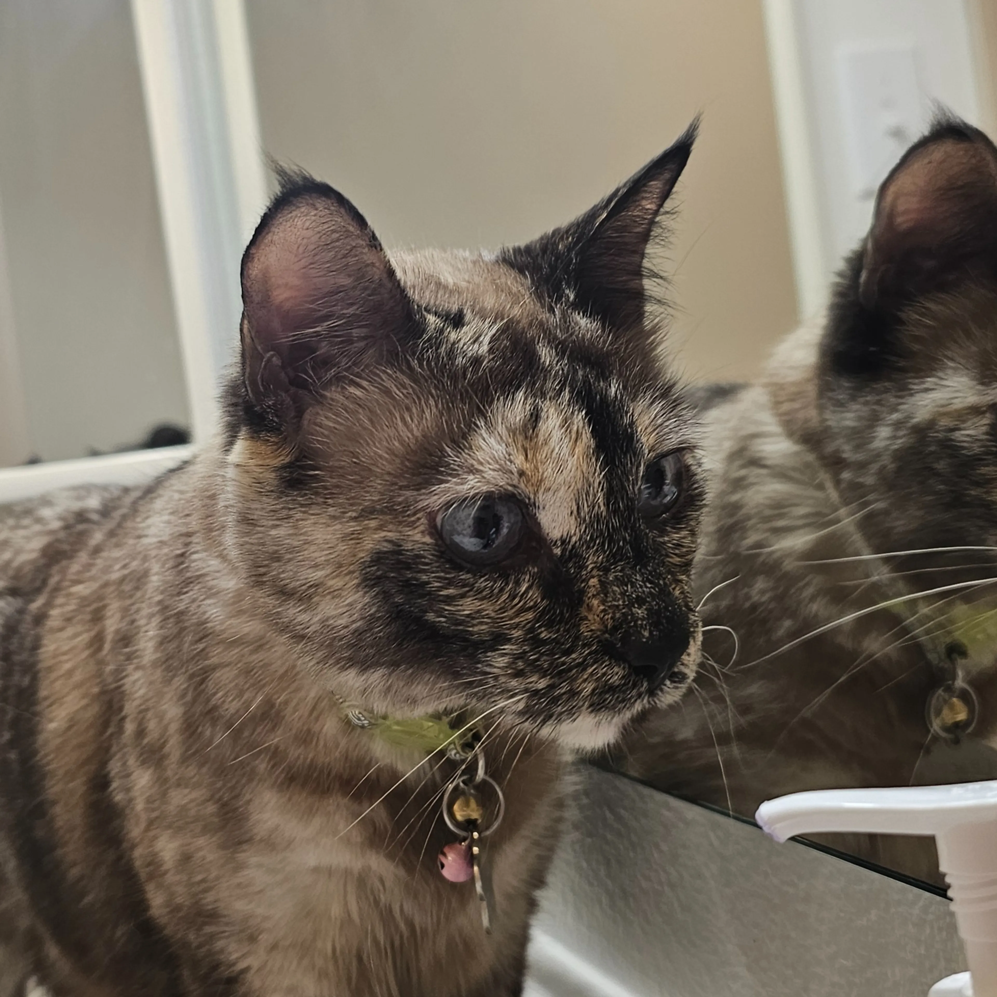 Lost pet-1