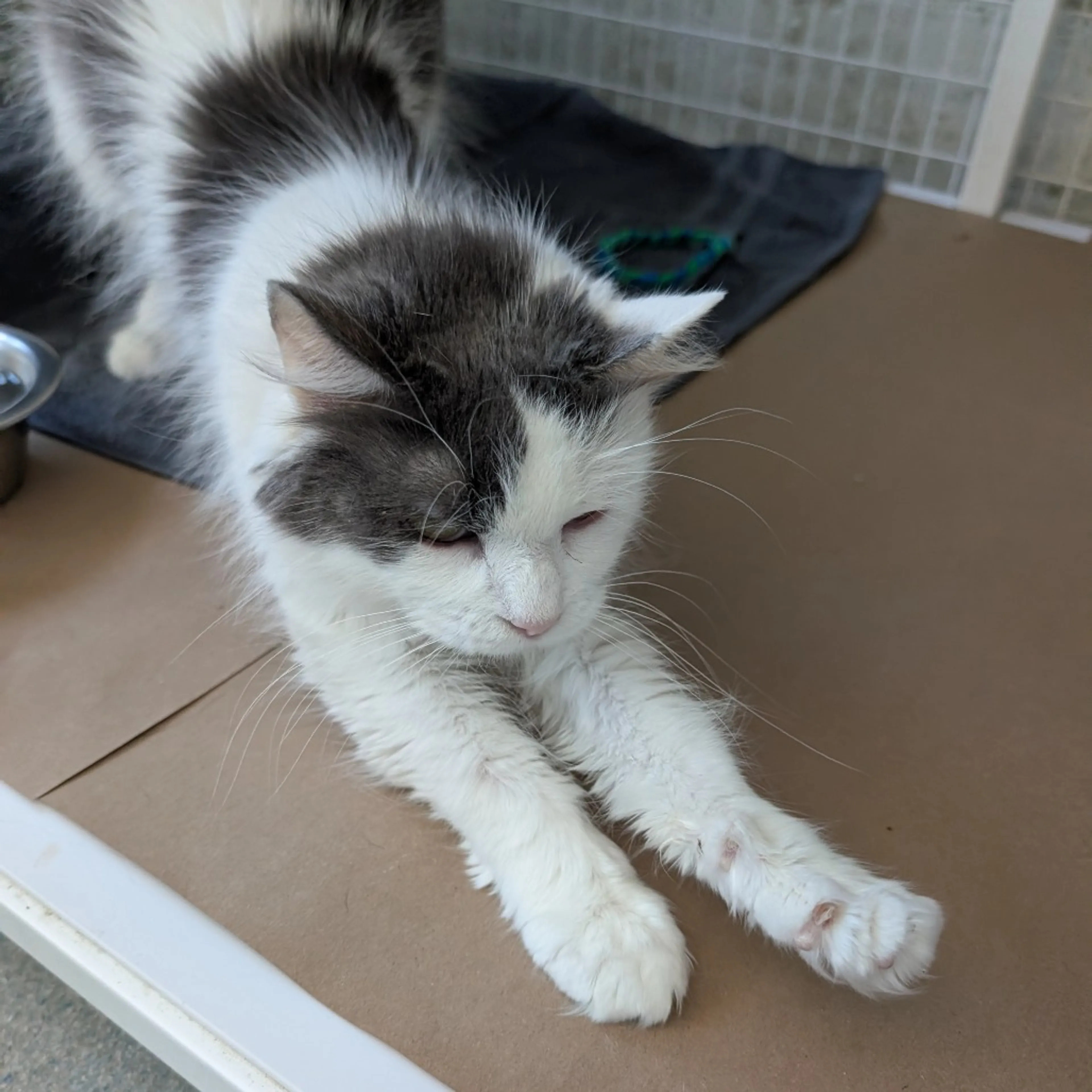 Found pet
