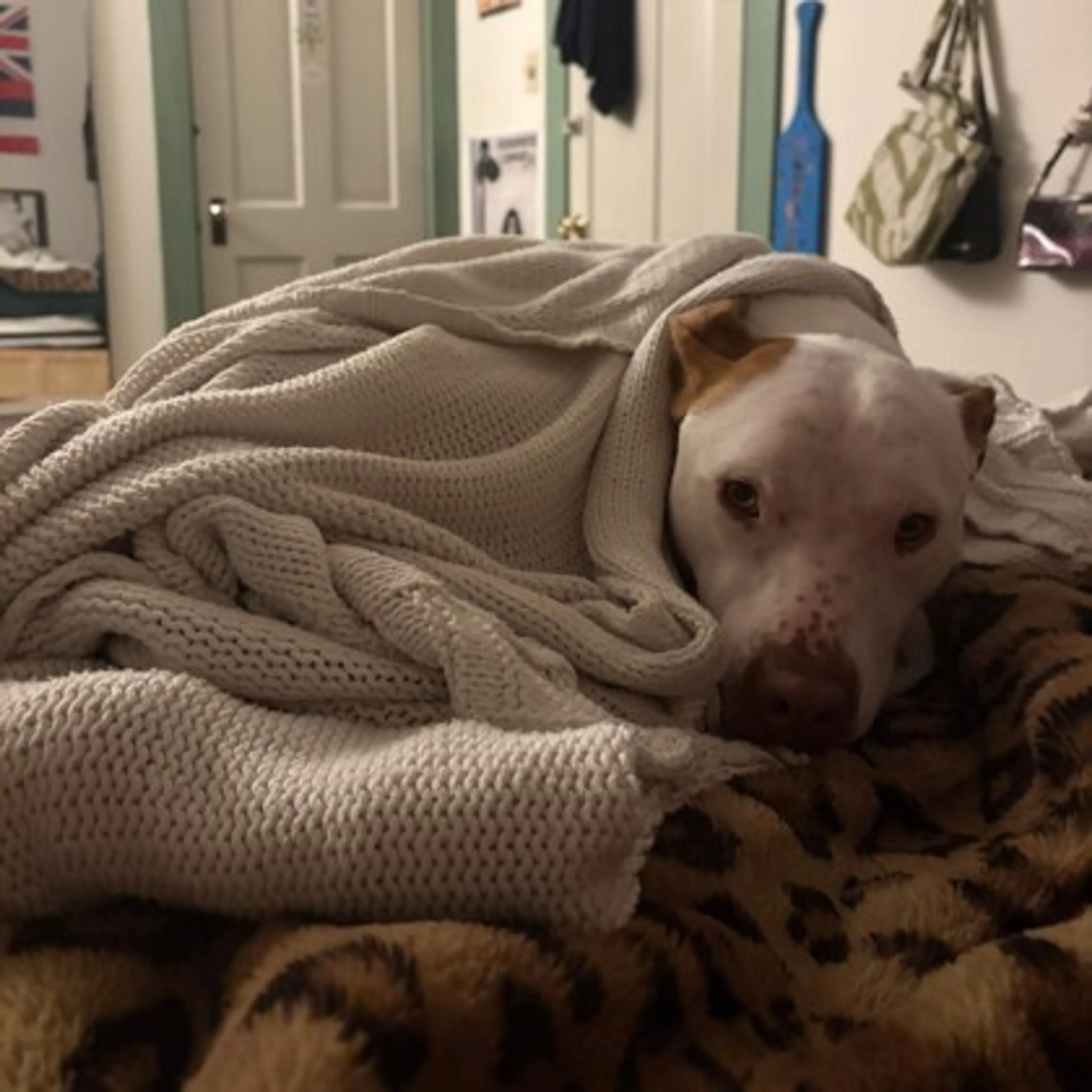 Found pet-2