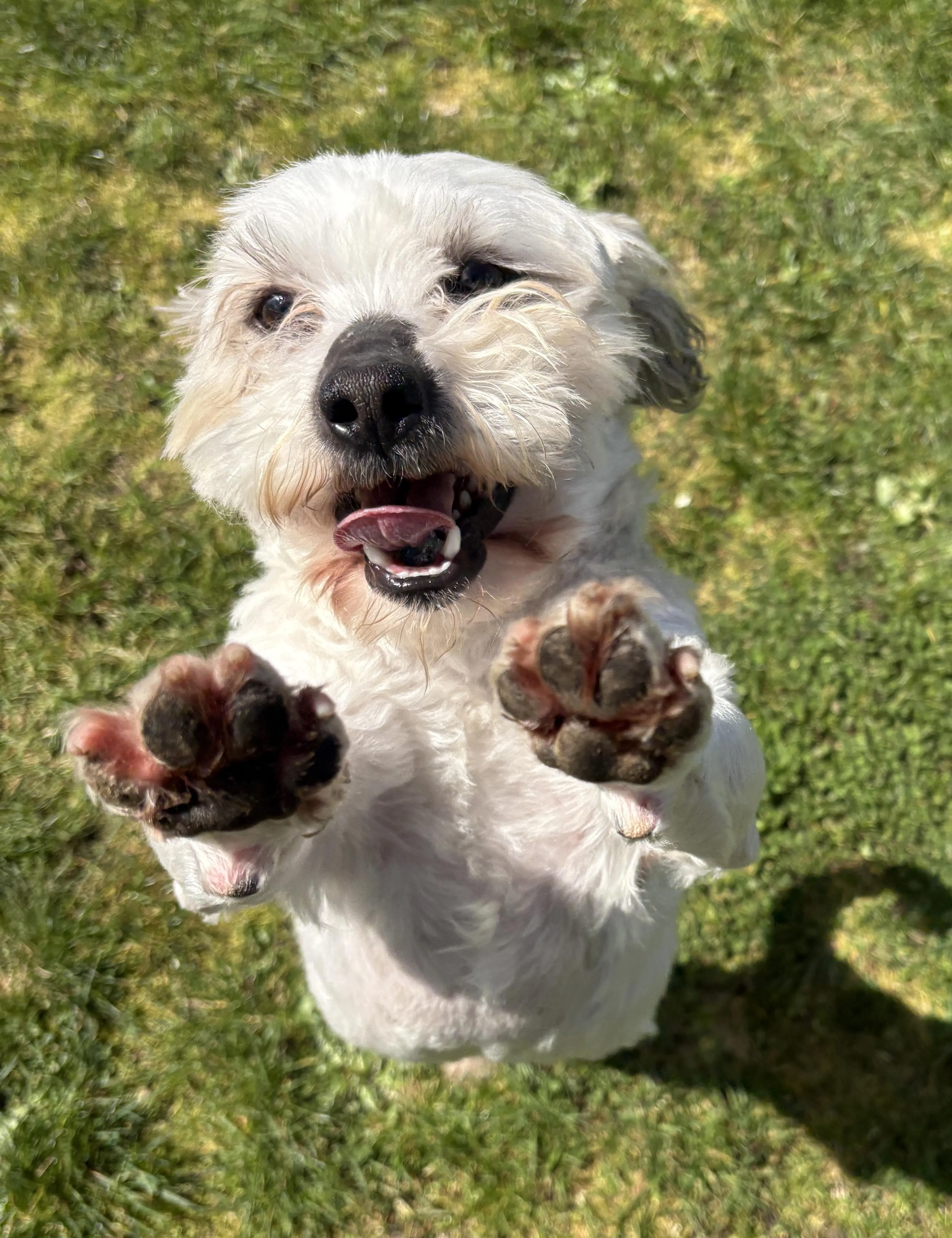 Found pet-1