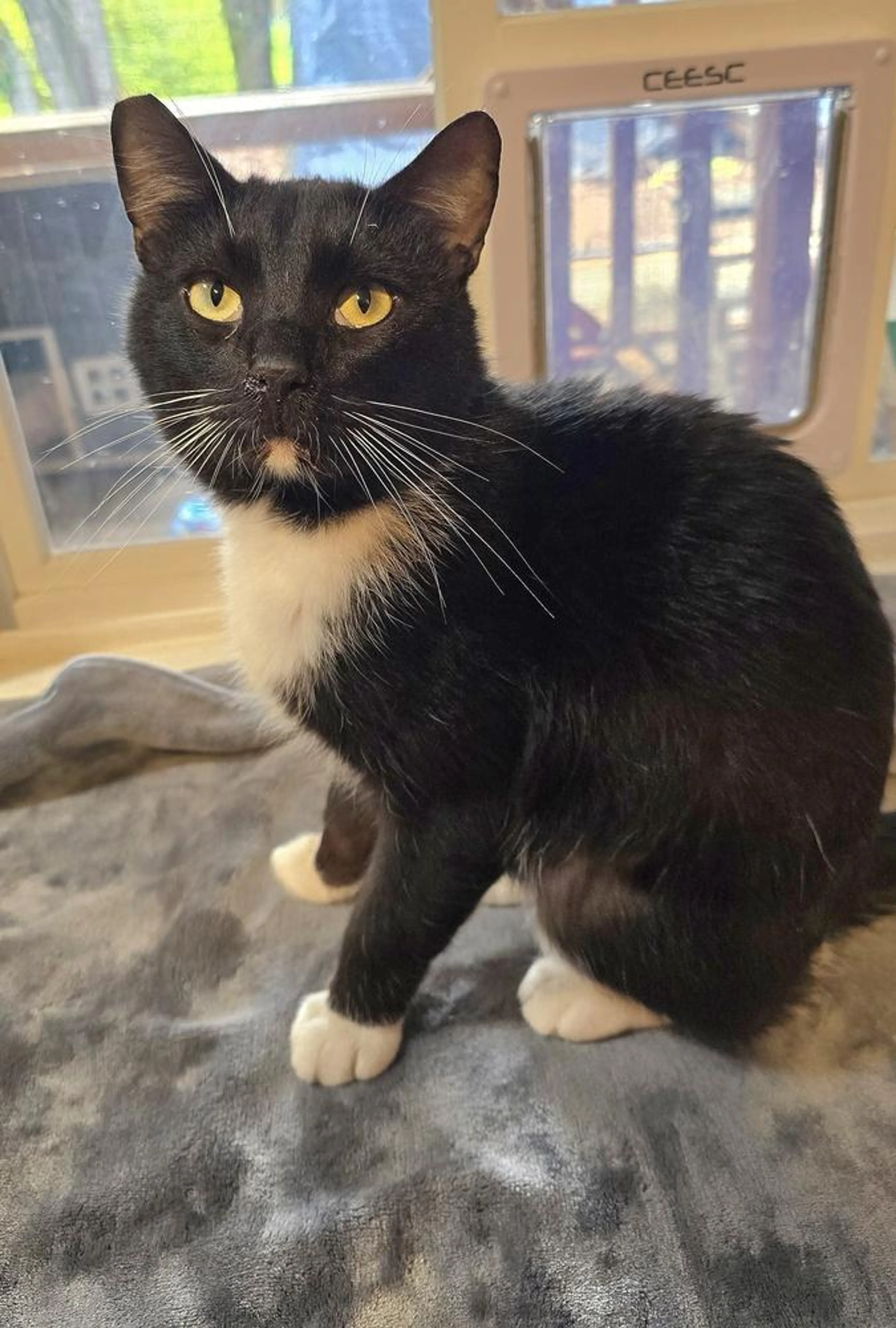 Found pet
