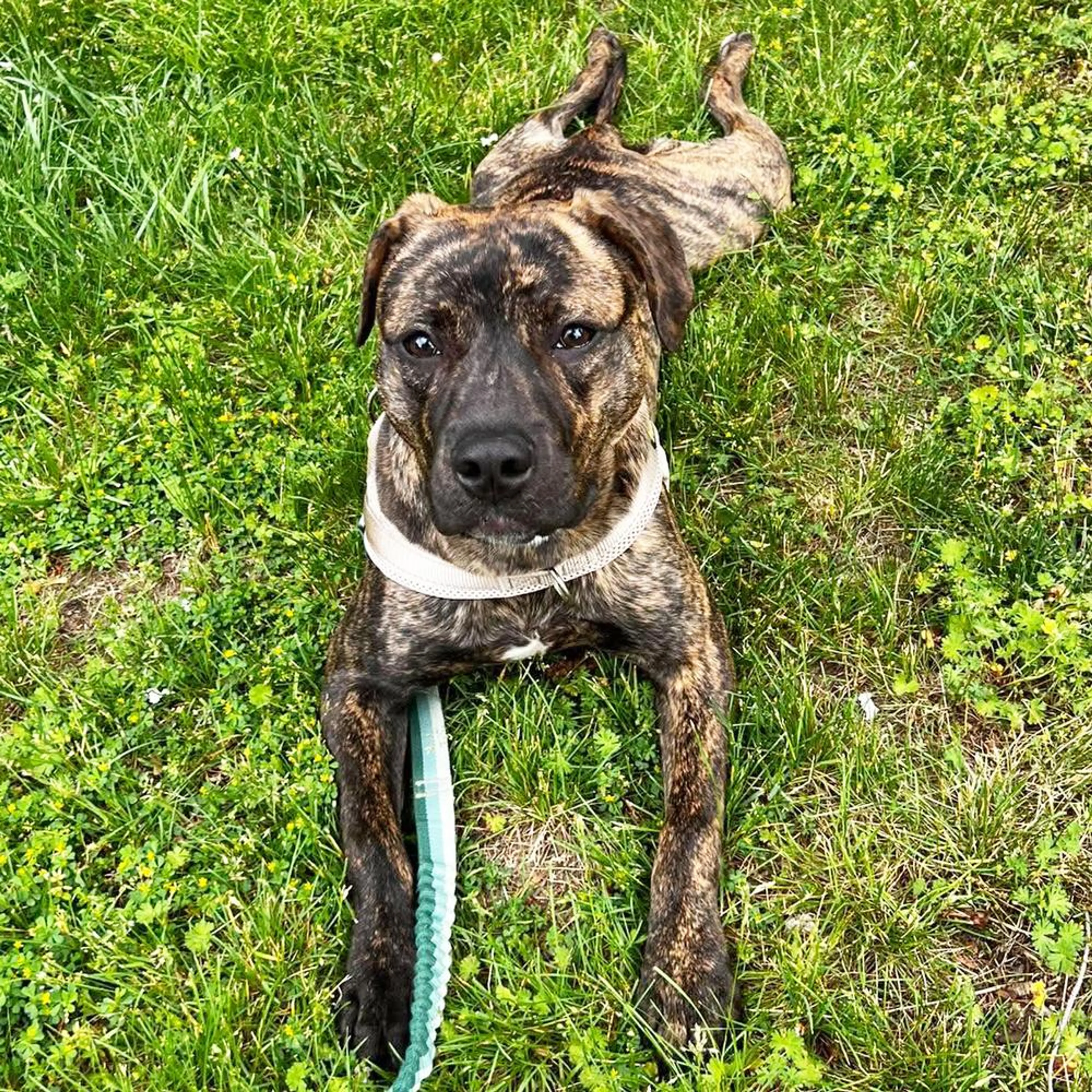 Found pet-3