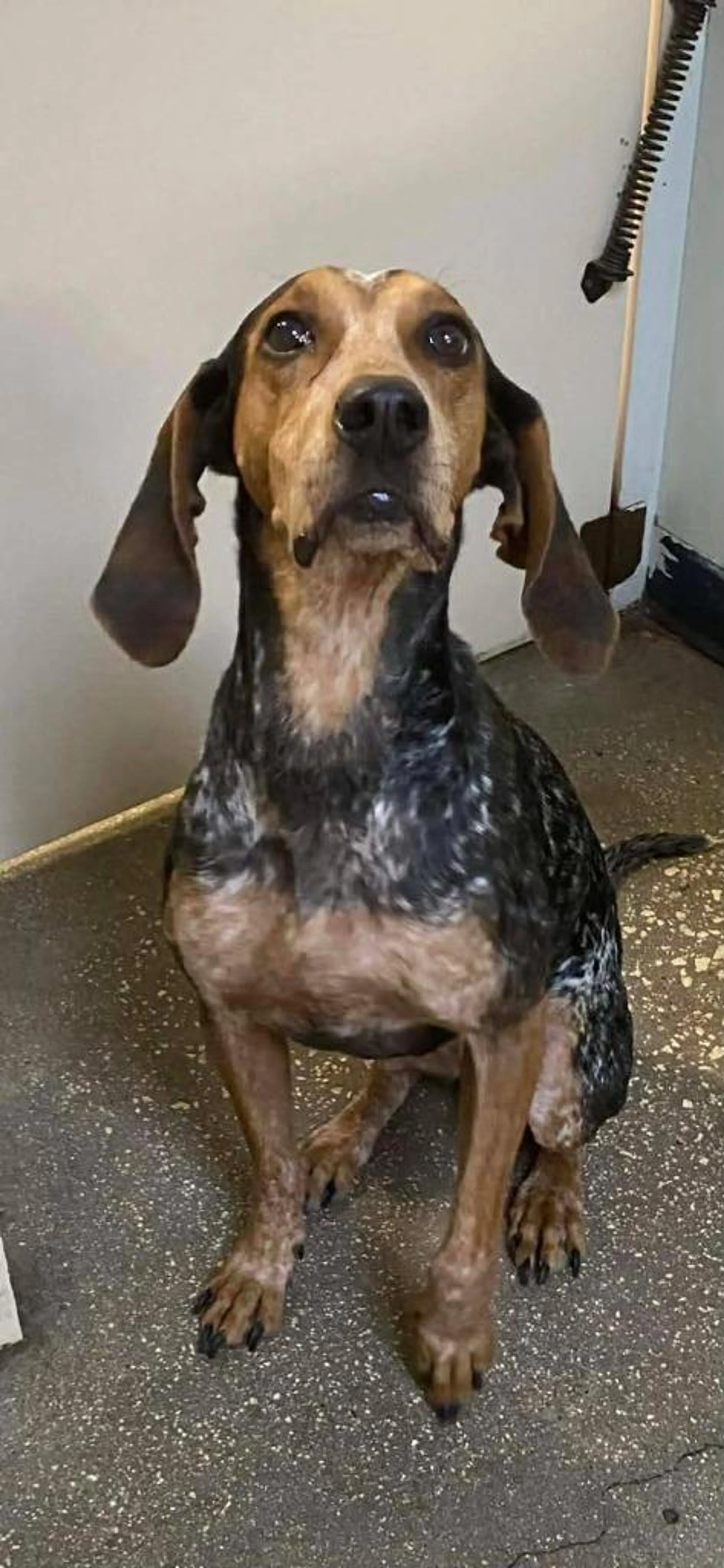 Found pet-1