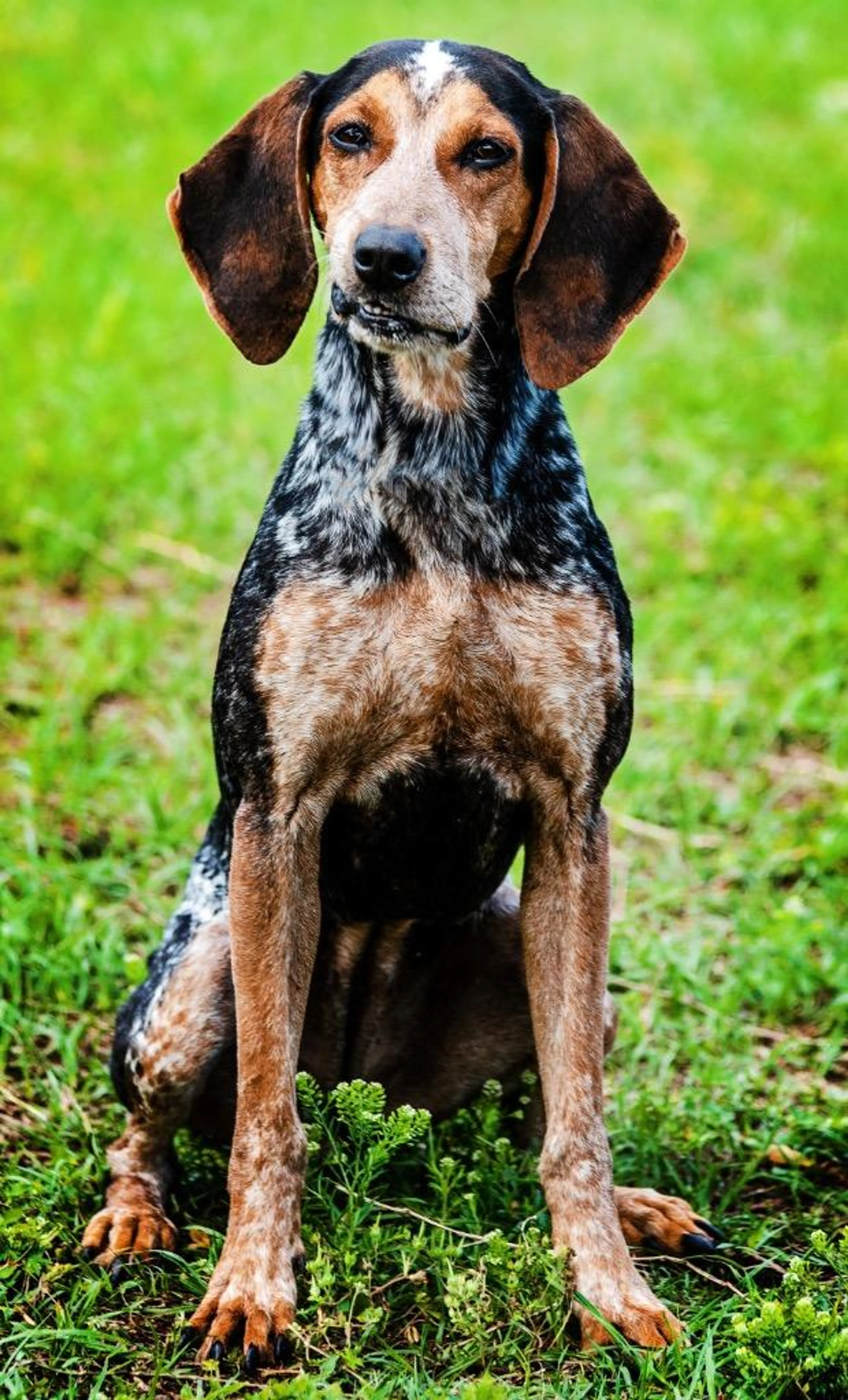 Found pet-2