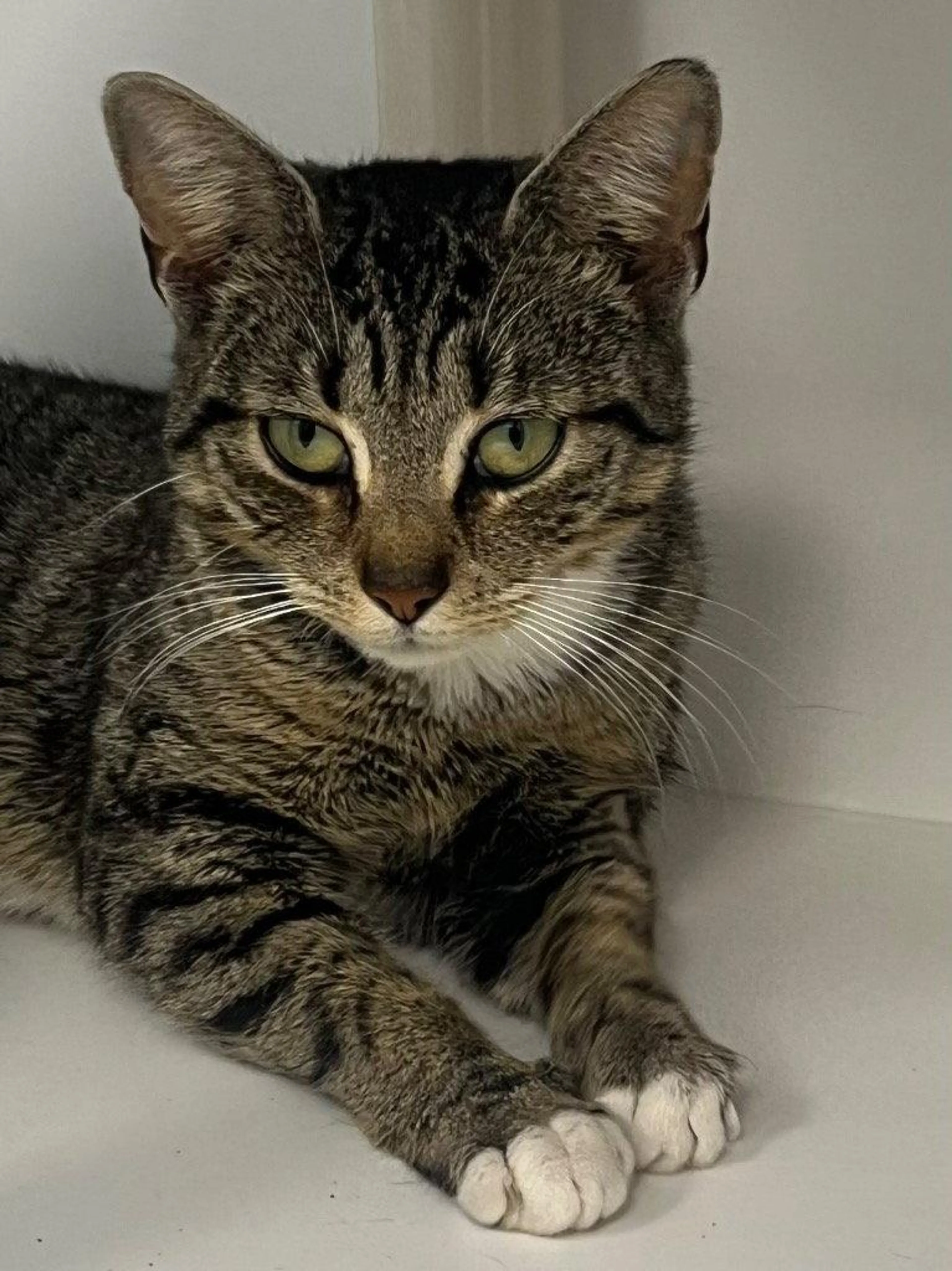 Found pet