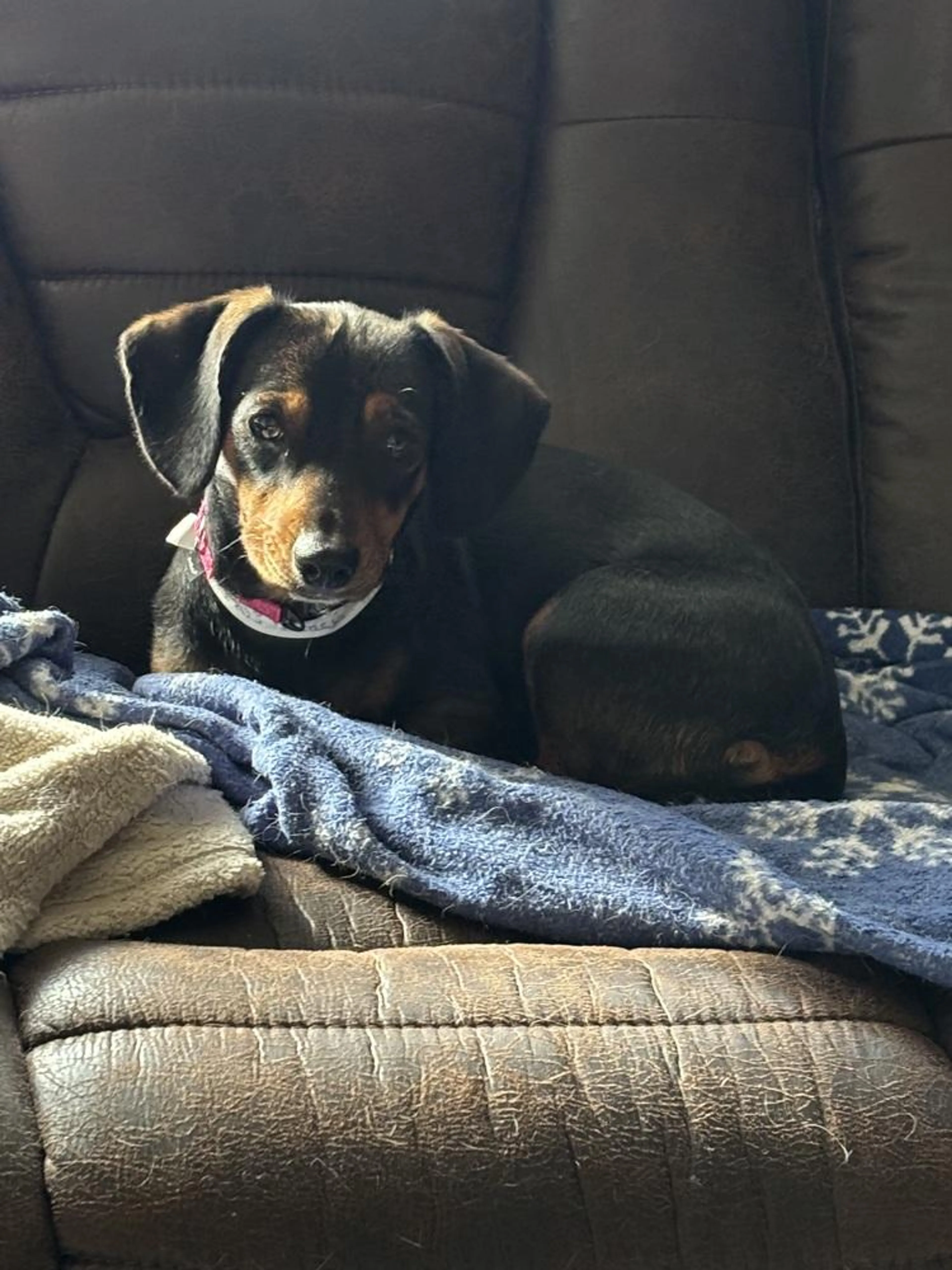 Found pet-2