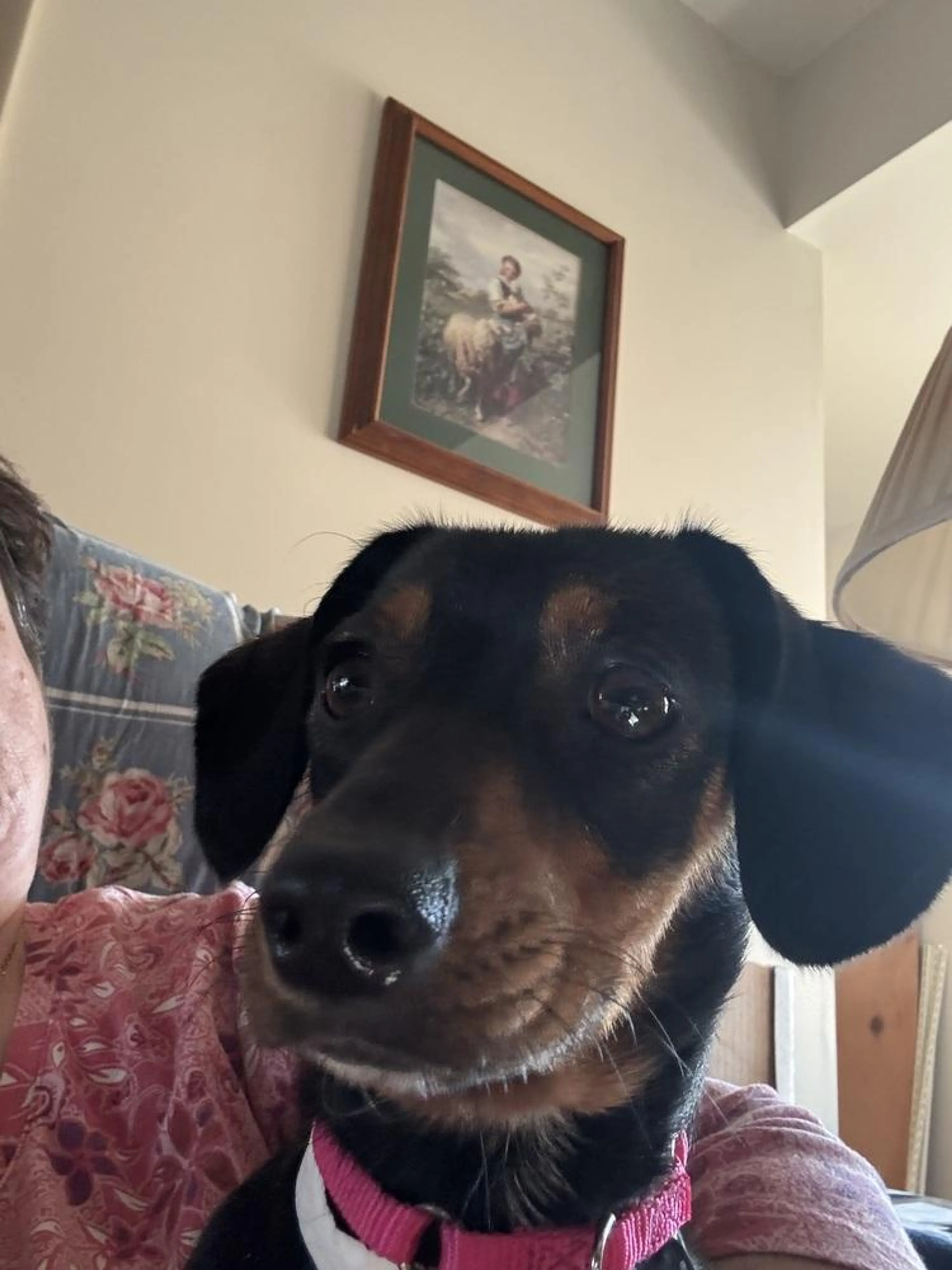 Found pet-3