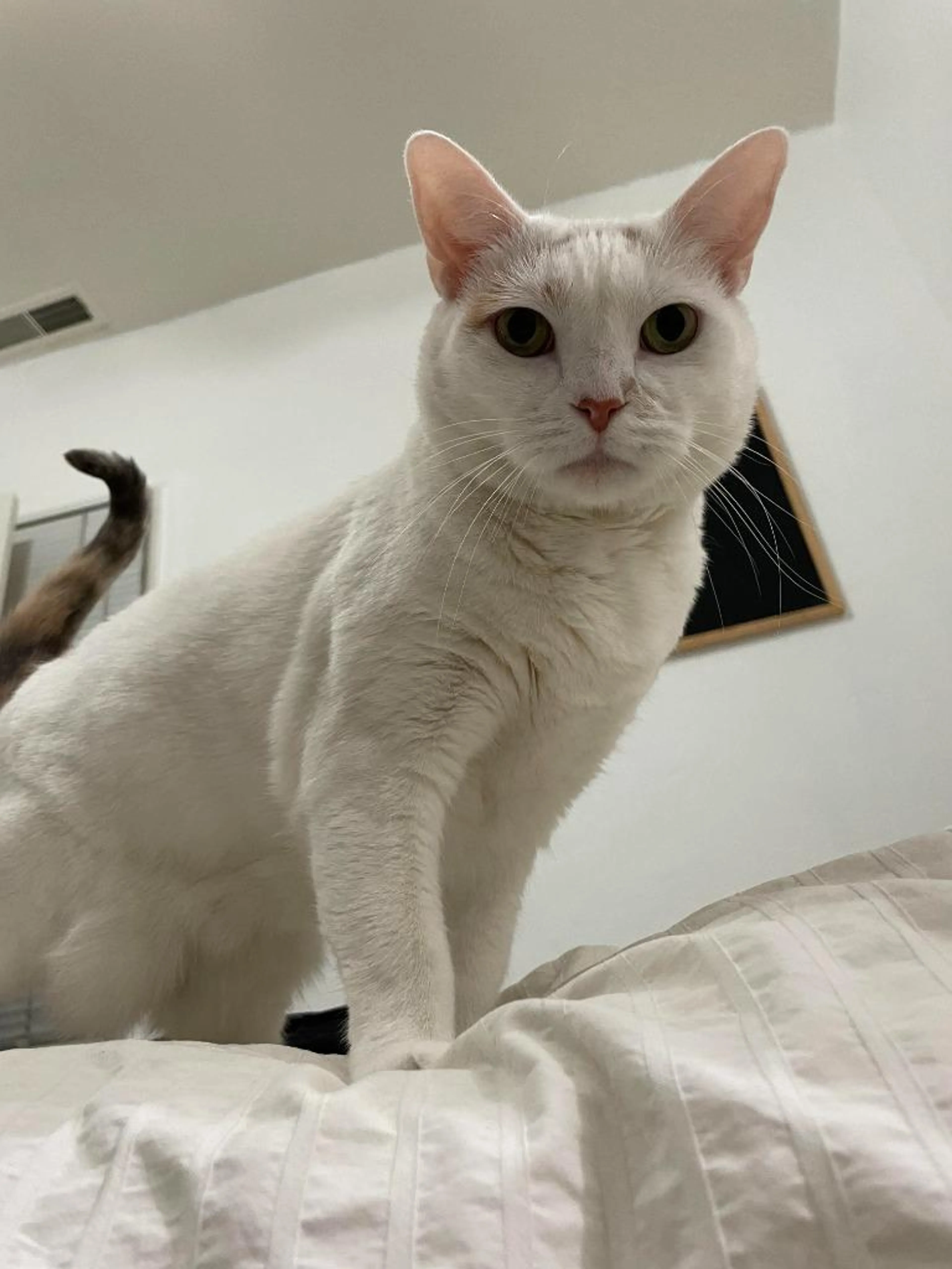 Found pet-0