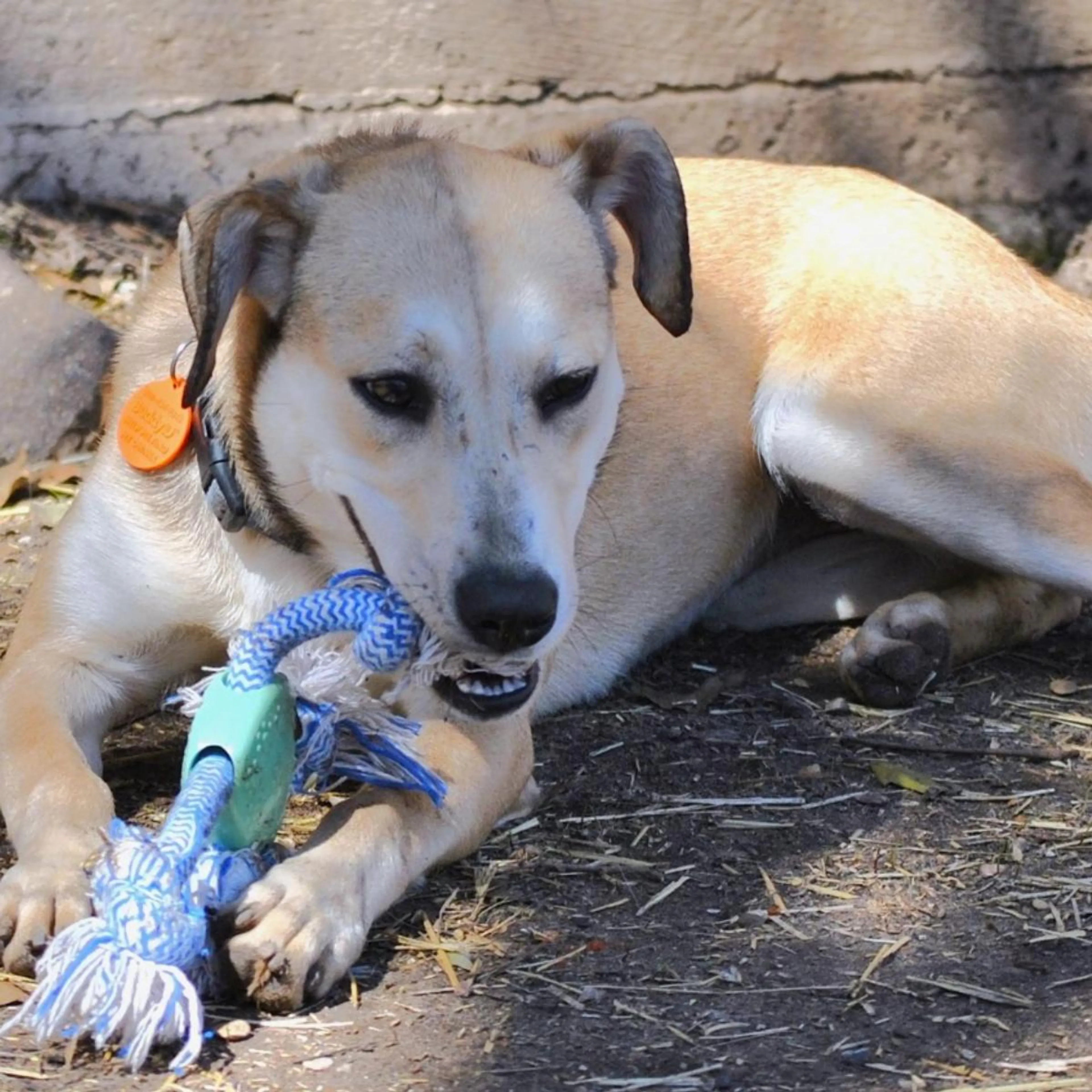 Found pet-4