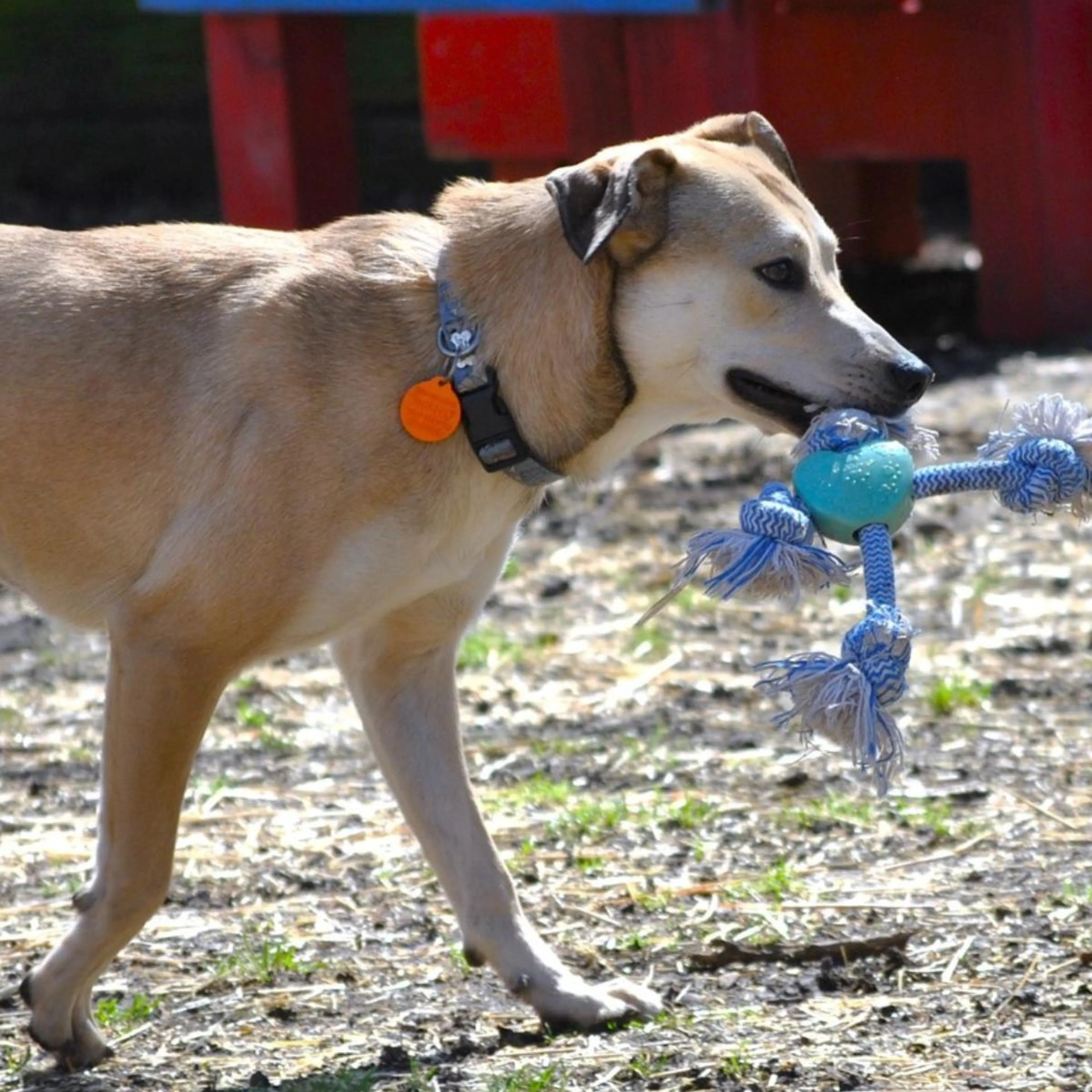 Found pet-1