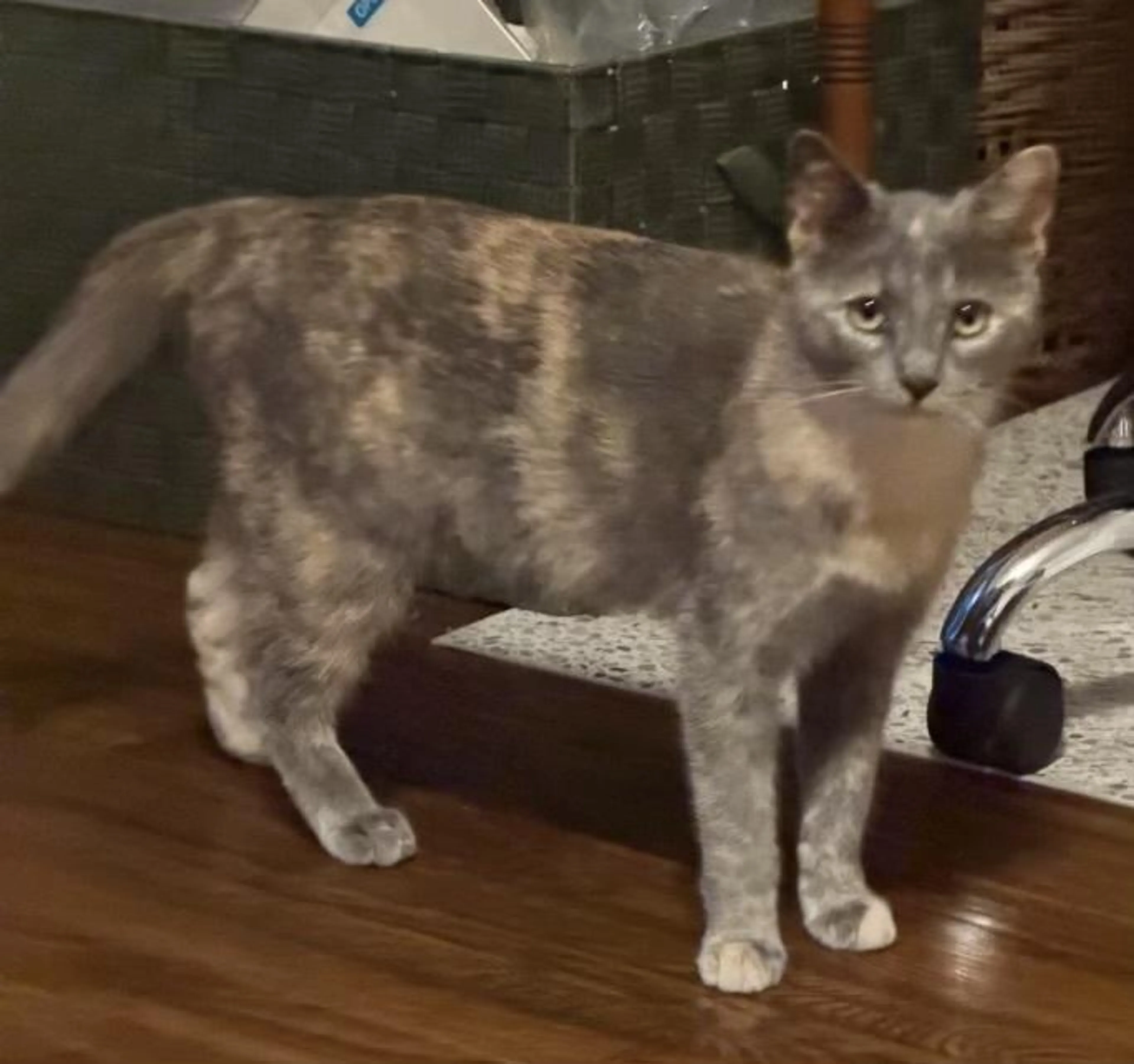 Found pet-1