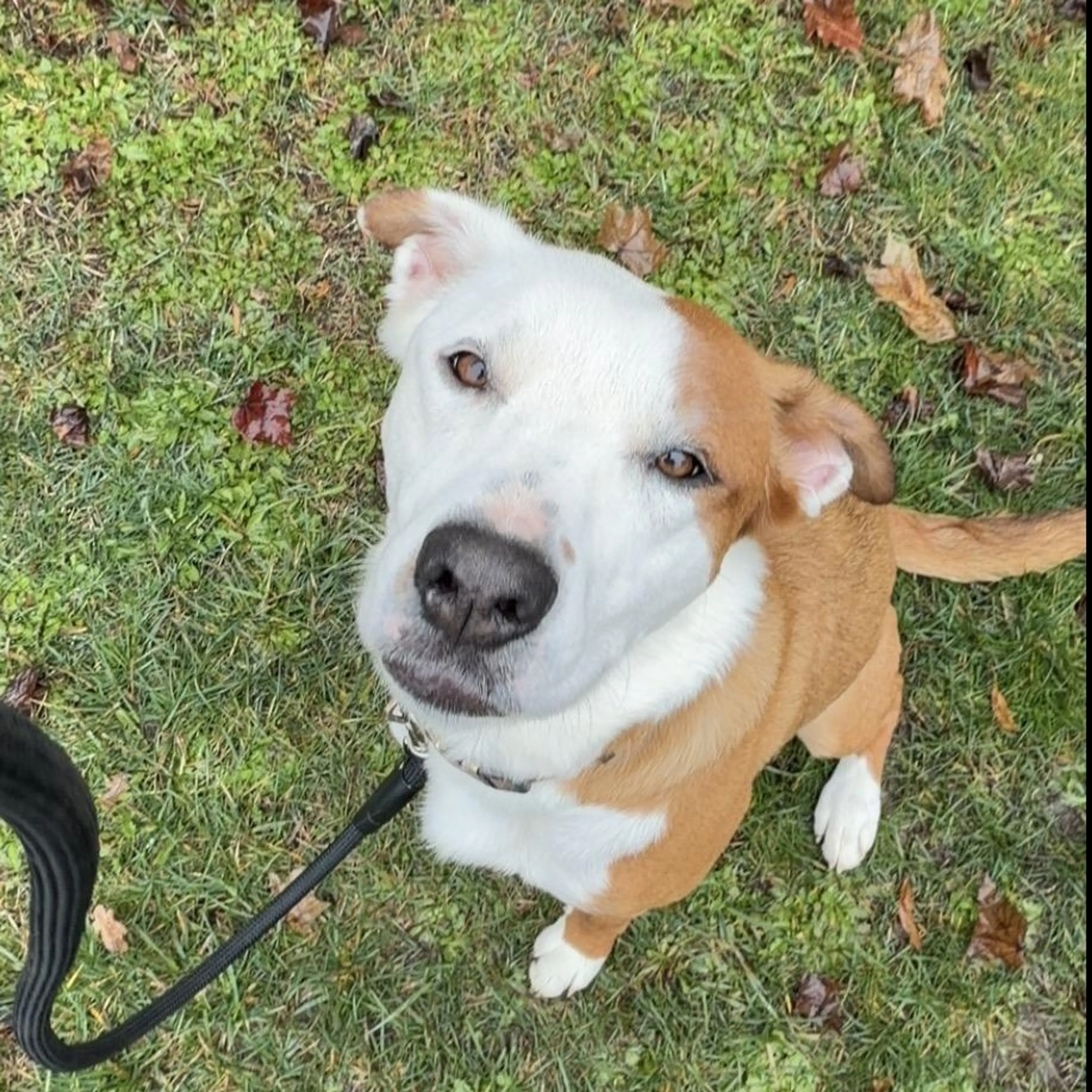 Found pet-2