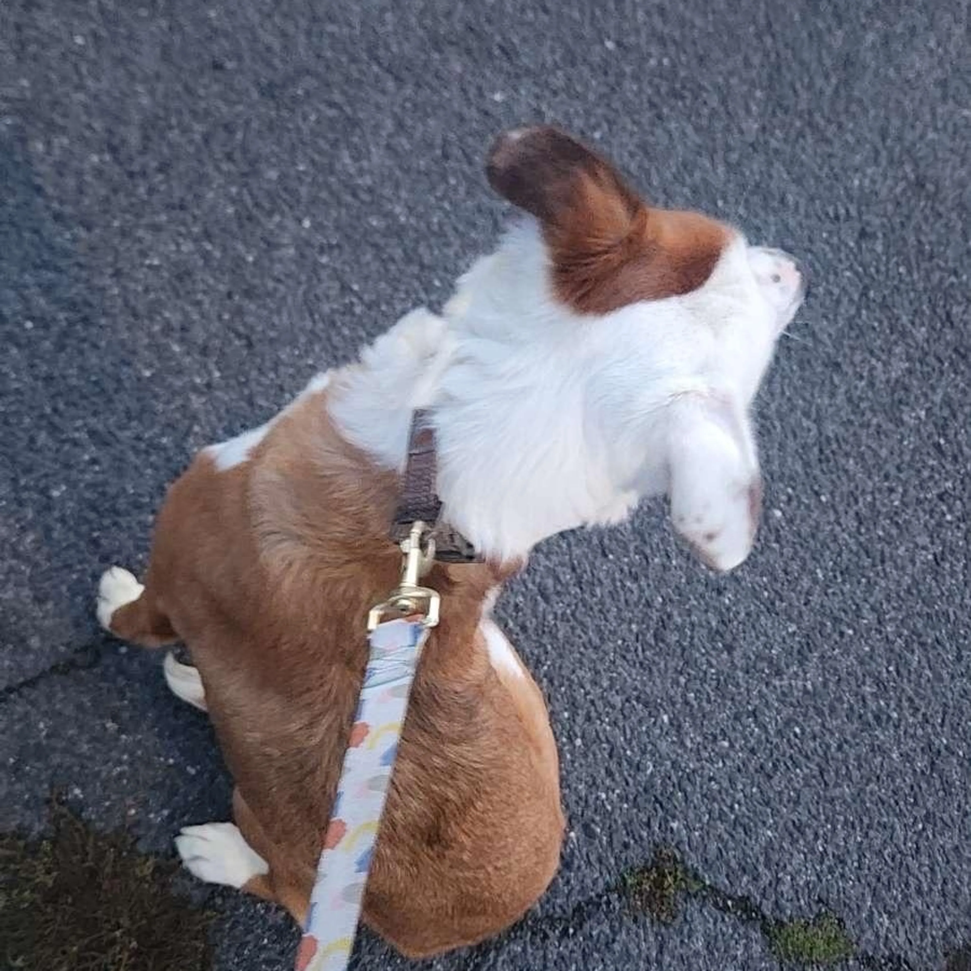 Found pet-3