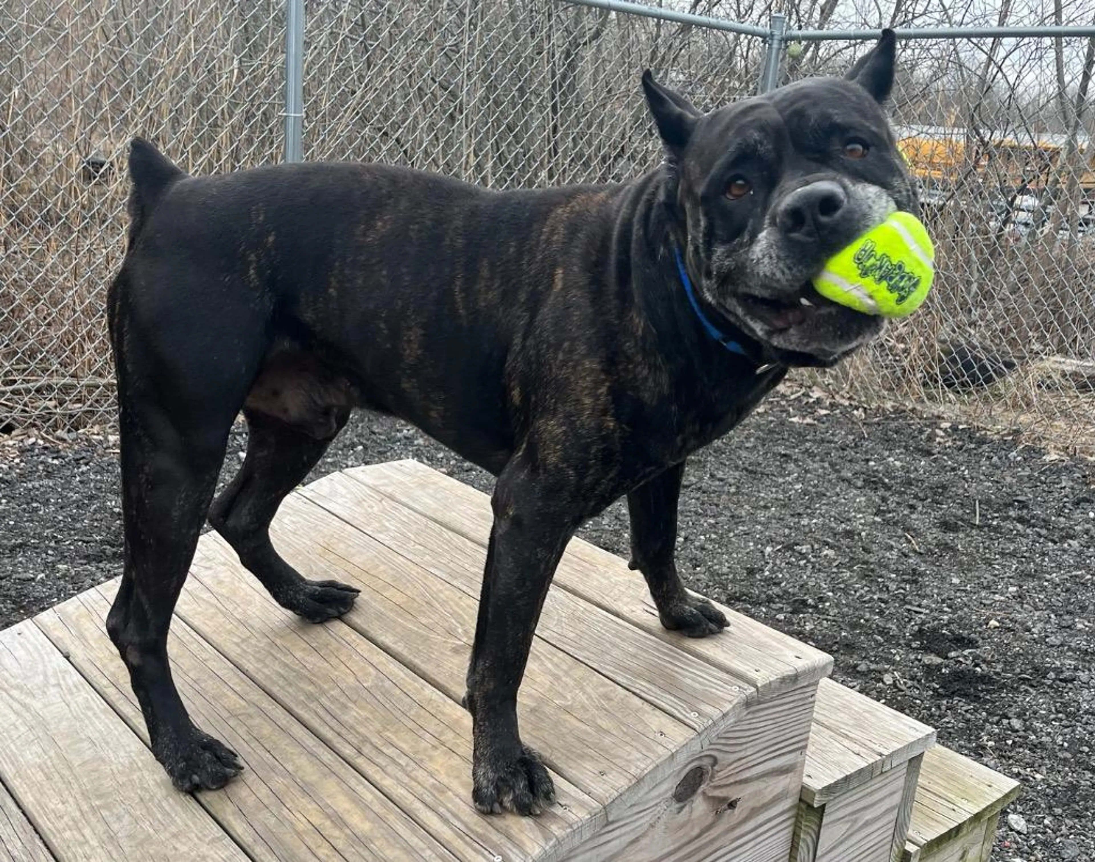 Found pet-4