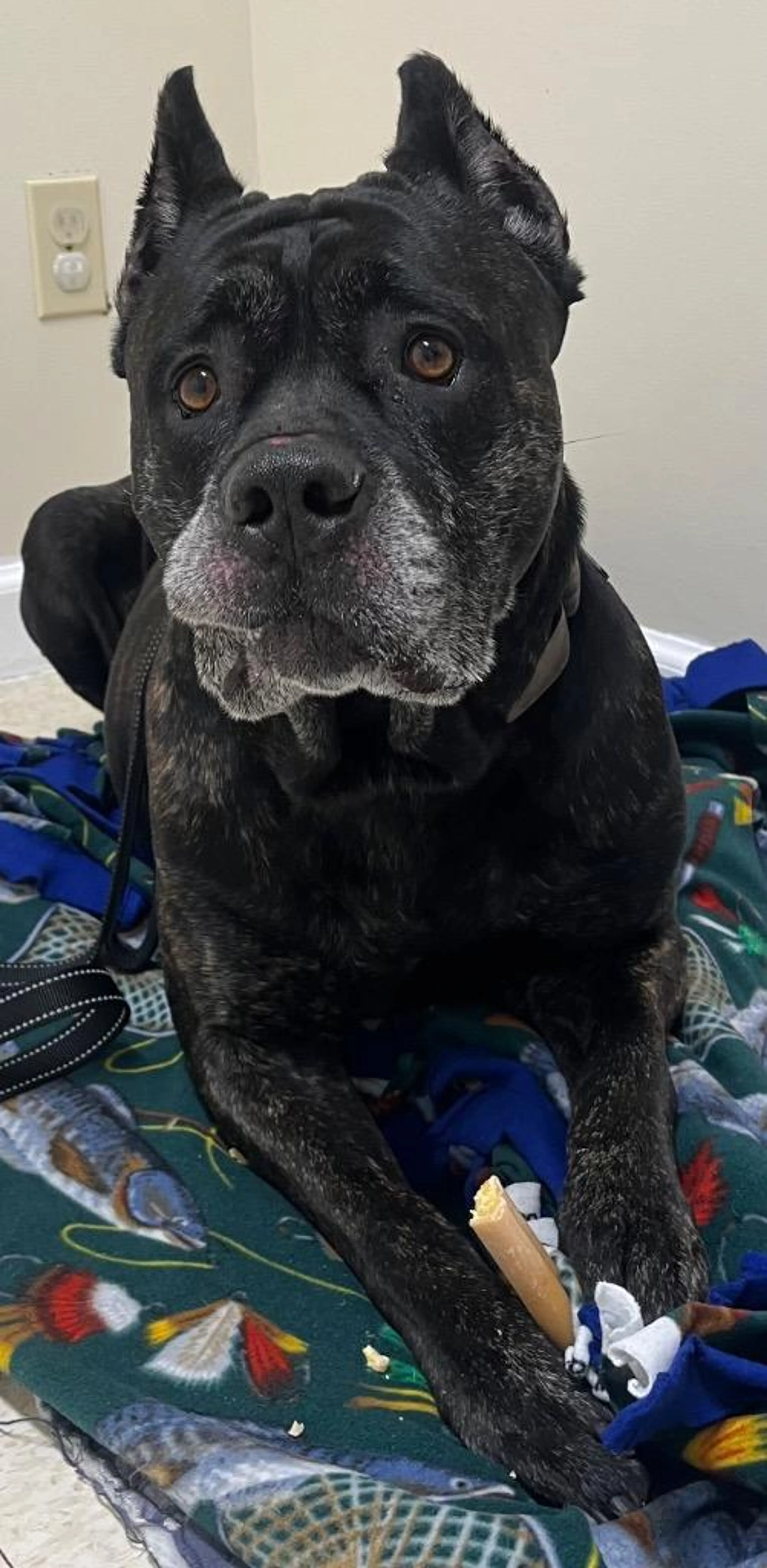 Found pet-2