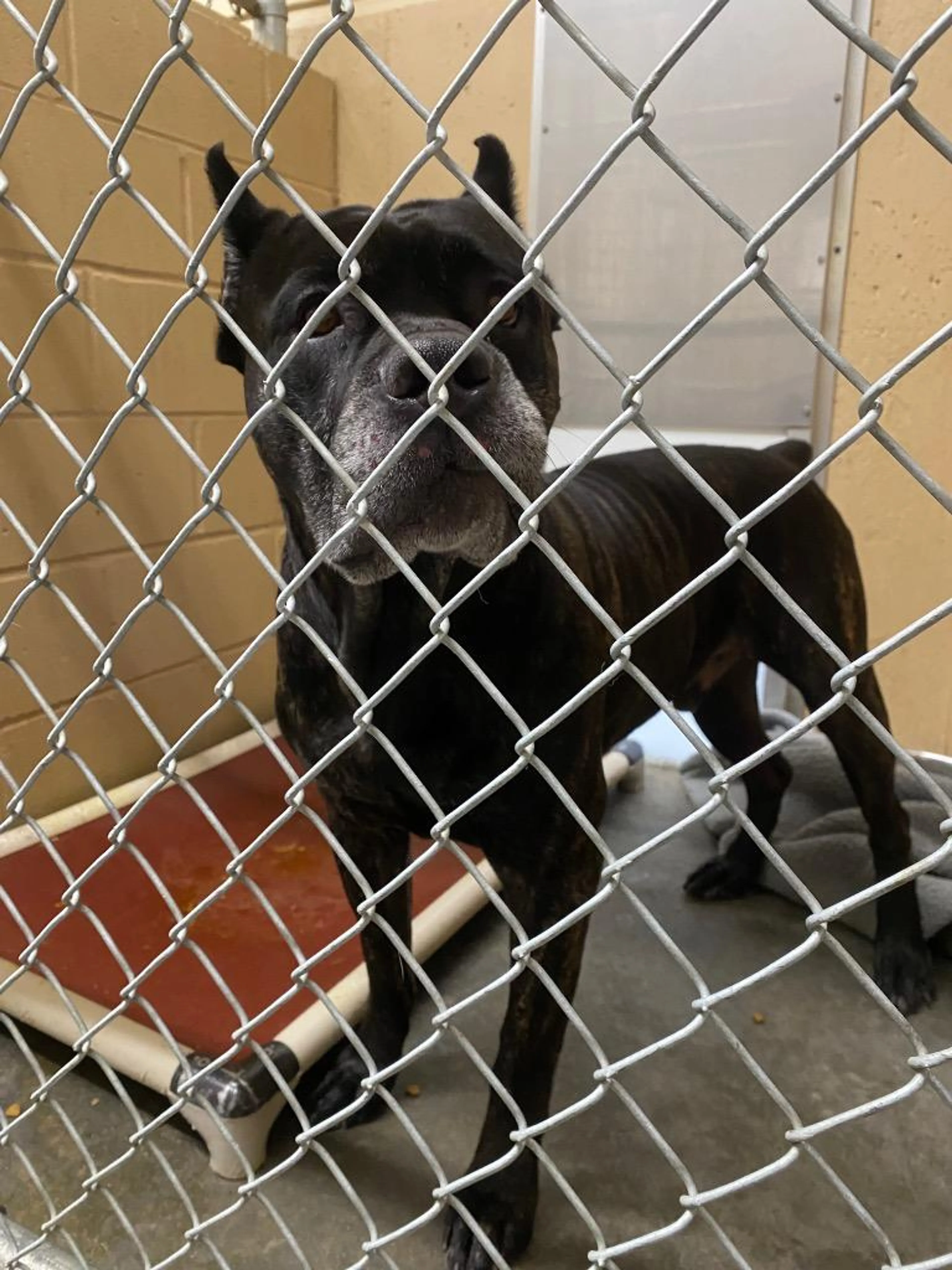 Found pet-5