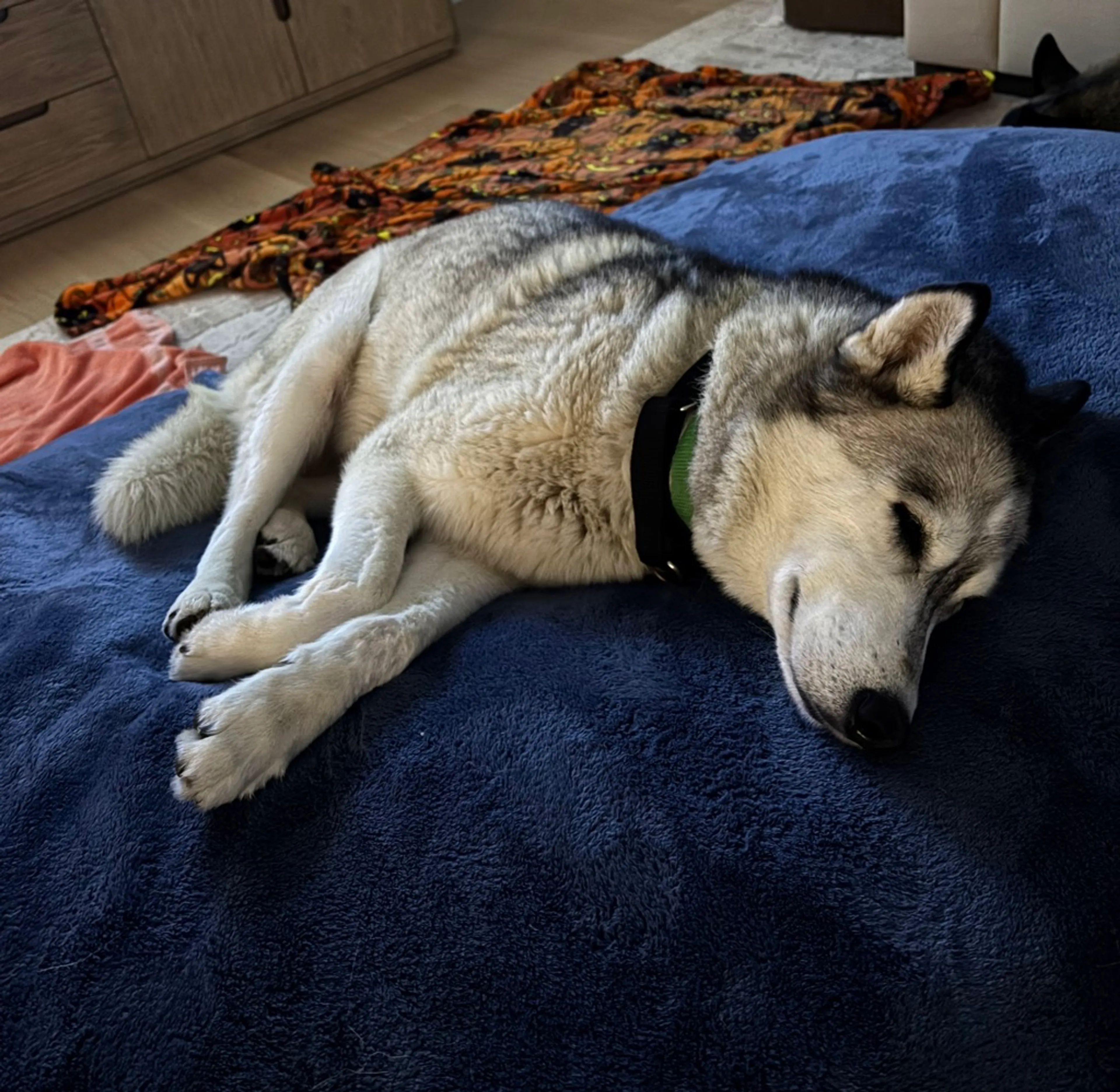 Found pet-3