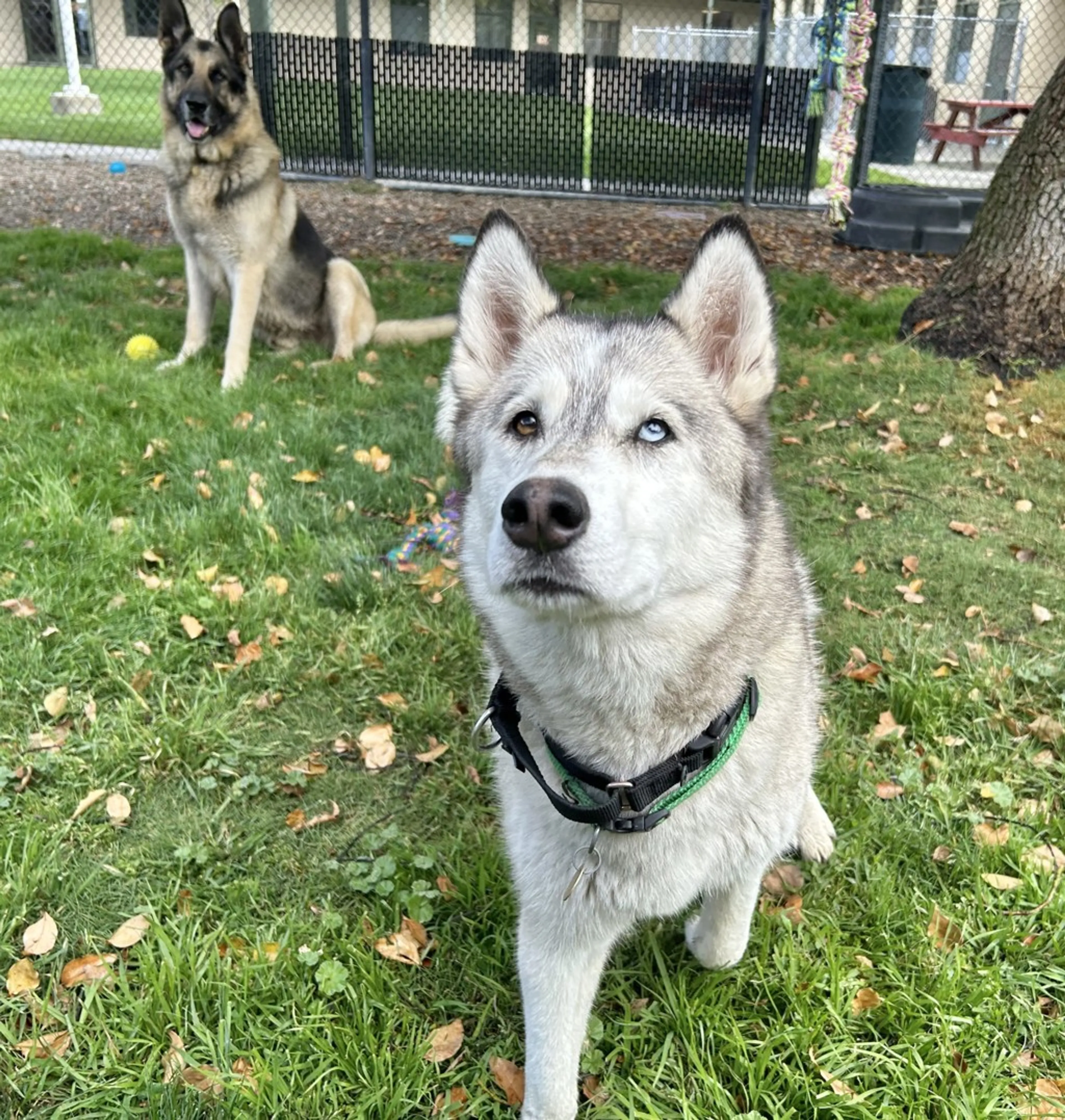 Found pet-11