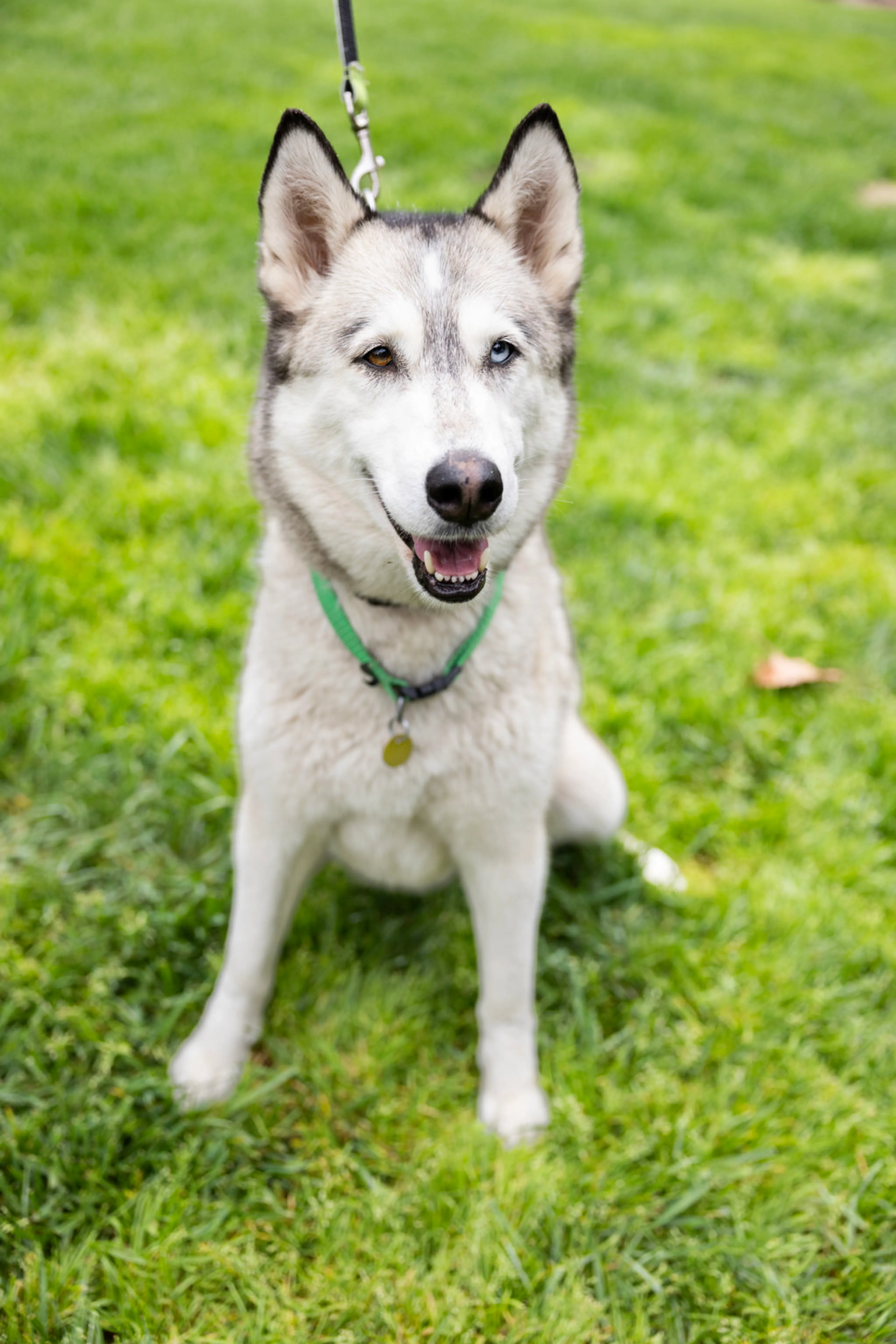 Found pet-12