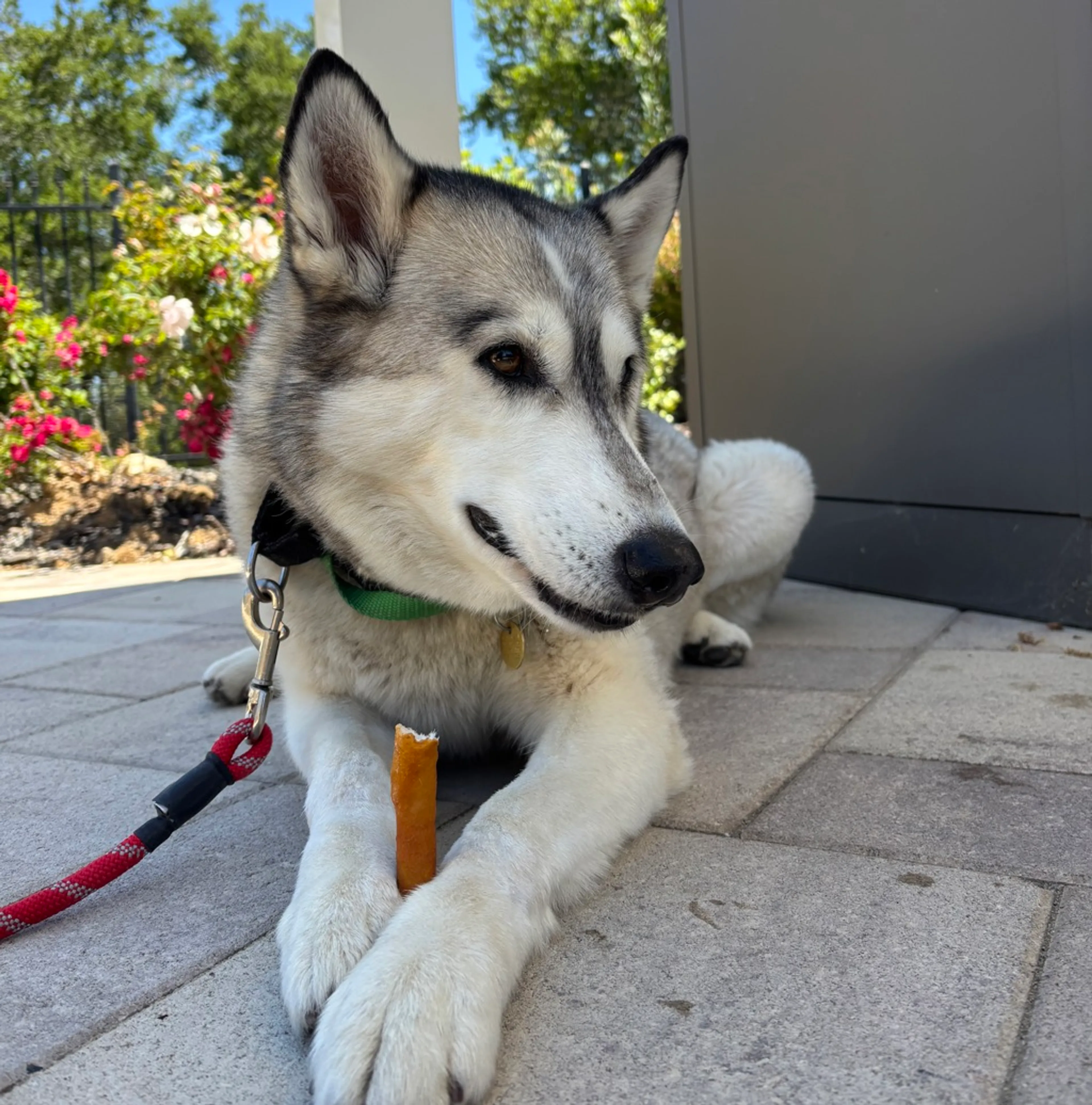Found pet-4